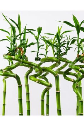 10 Adet Dal Şans Bambusu 100 Cm Salon Bitkisi Ev Bitkisi Lucky Bamboo Ofis Bitkisi Image 0