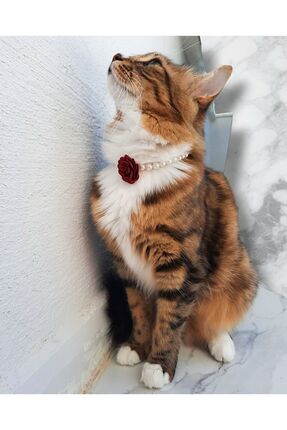 Güllü Inci Kedi Tasması - Dişi Kedi Tasması - Kedi Kolyesi Image 0