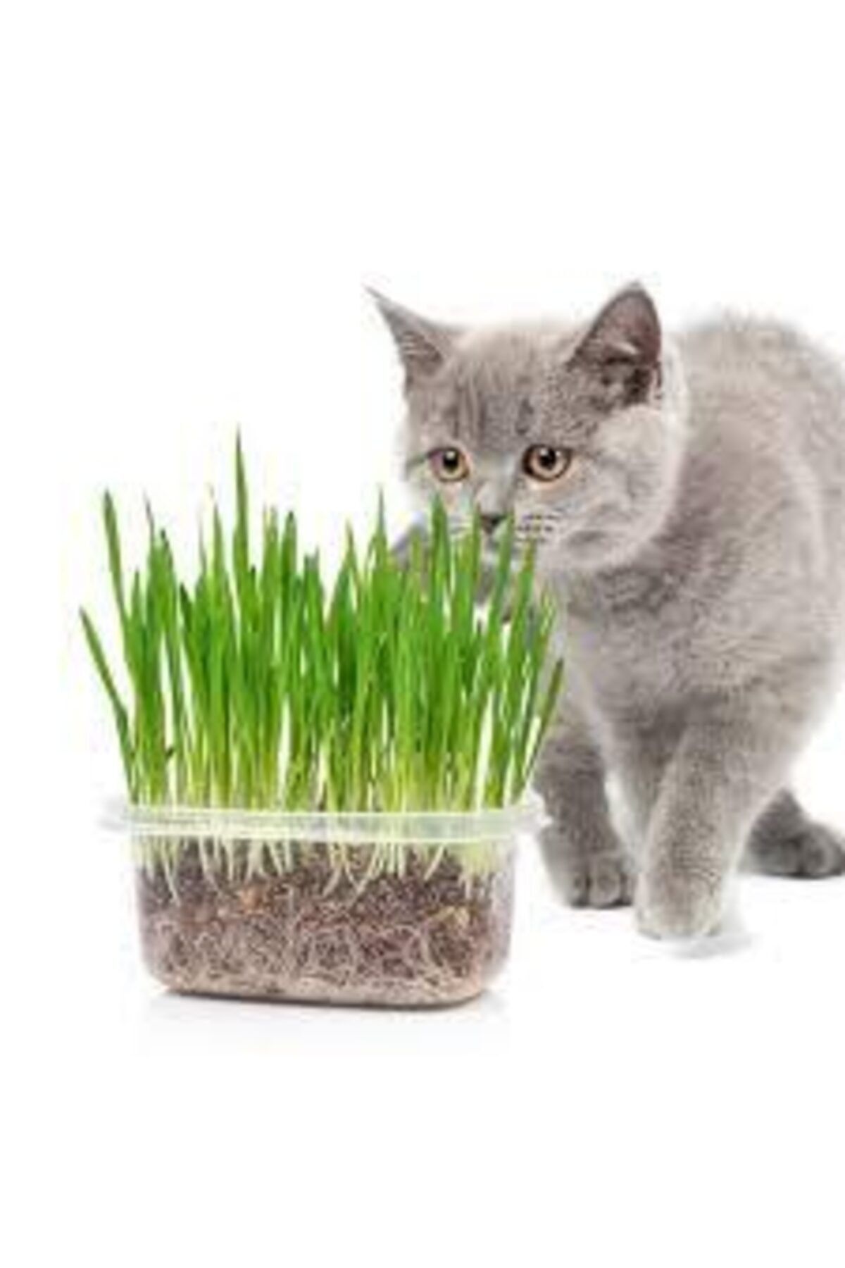 FLORE SHOP Kedi Çimi Seti 250 Gr 9 Çeşit Karışımlı Tohum Torf Ve Pvc Kap