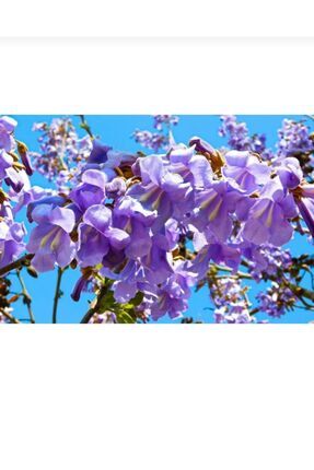 Tüplü dünyanın en hızlı büyüyen agacı paulownia pavlonya fidanı Image 0