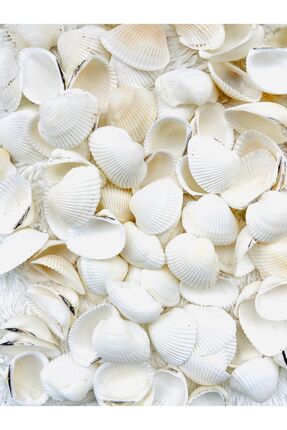 Doğal Deniz Kabuğu küçük boy minik (500 GR) Image 0