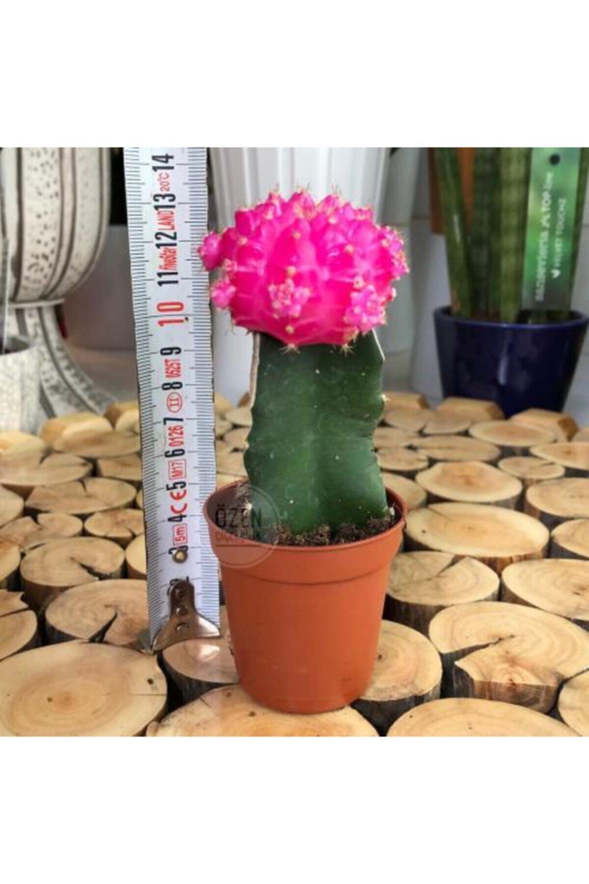 Özen Çiçekçilik Aşılı Pembe Gymnocalycium Mihanovichii Pink Kaktüs