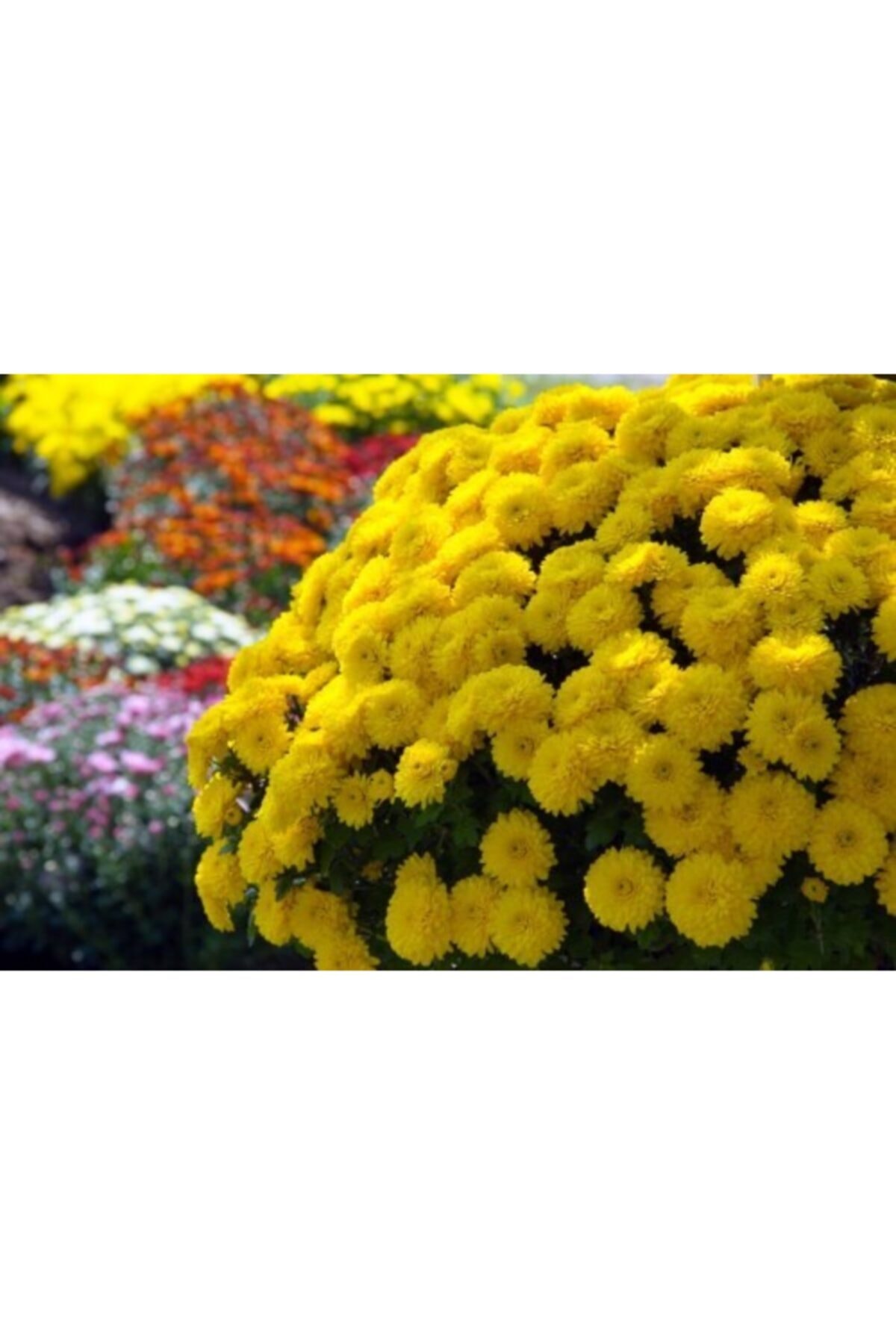 ruzgarbotanik Sarı Bodur Kasımpatı Çiçeği Fidanı Askılı Saksılı