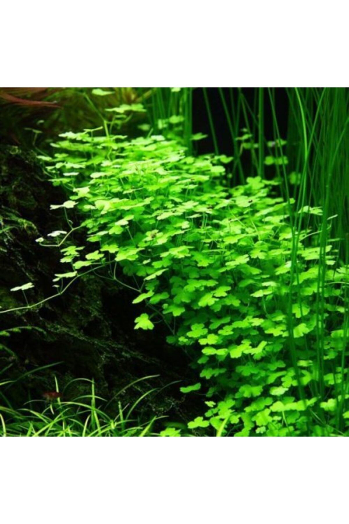 Emaavm Hydrocotyle Tripartita Sp Japon In Vitro 0cc Fiyati Yorumlari Trendyol Emaavm Hydrocotyle Tripartita Sp Japon In Vitro 0cc Fiyati Yorumlari Trendyol