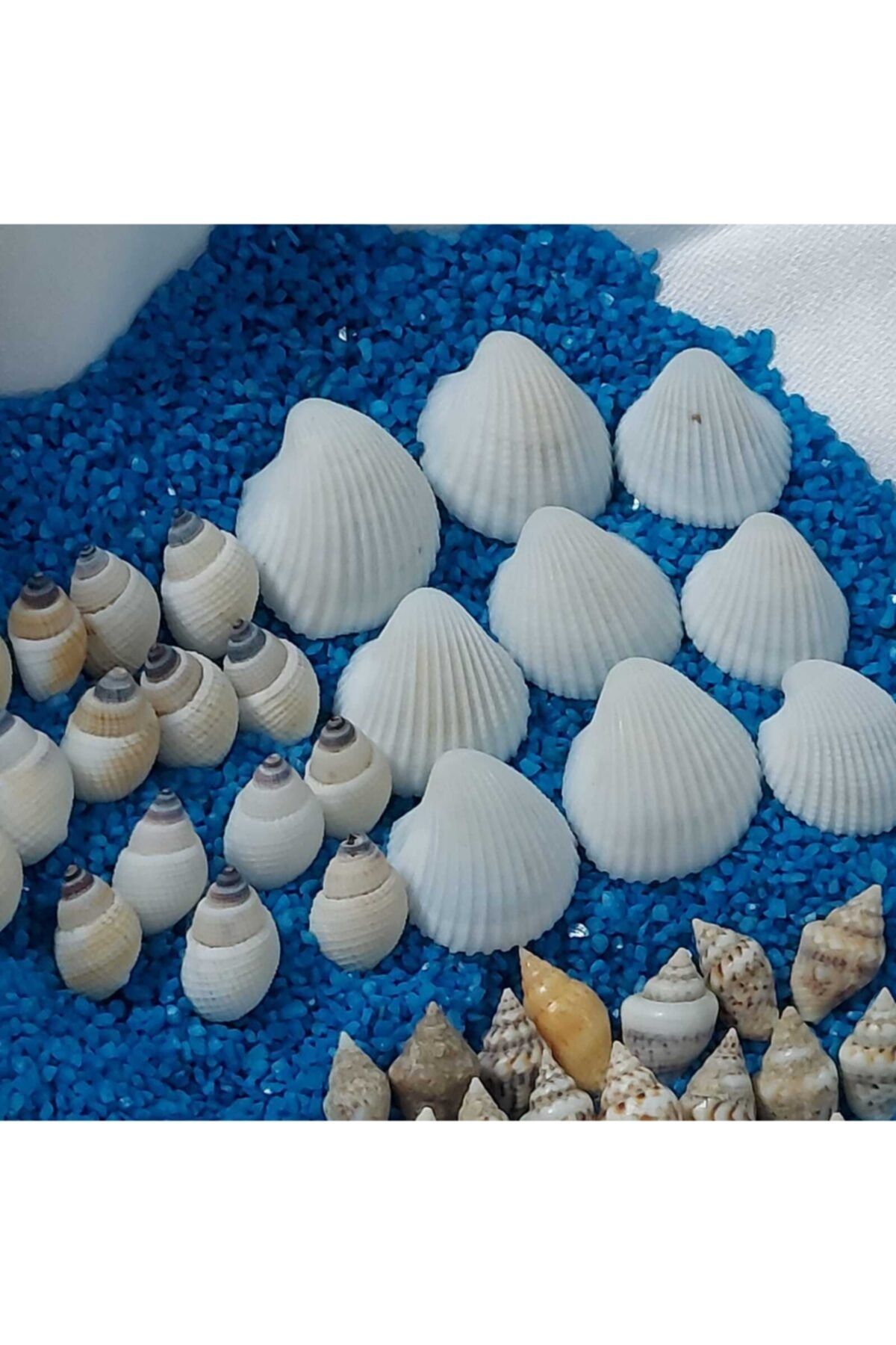 Aker Hediyelik Deniz Kabukları Seti Silis Istiridye Kabuk Çeşitleri  Deniz Kabuğu 150gr Teraryum