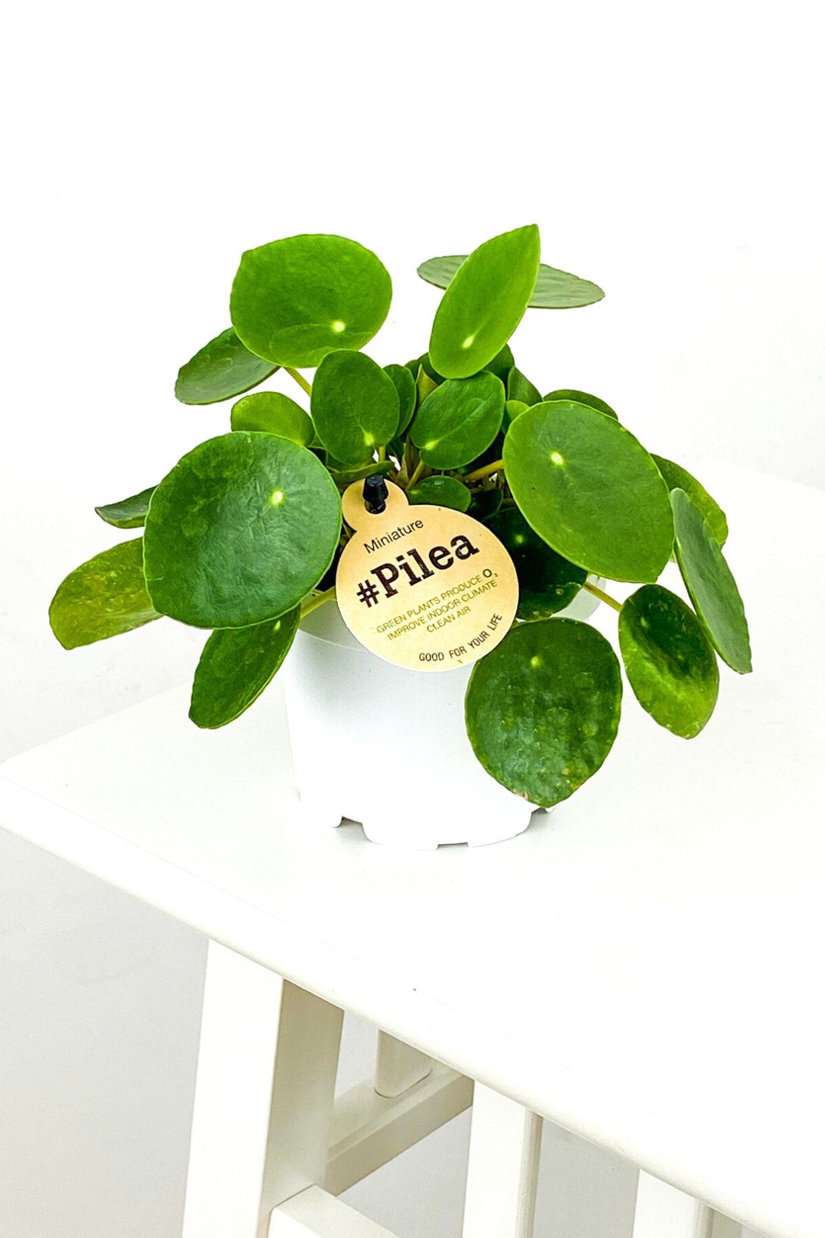 fidanburada baby pilea peperomioides mini cin para bitkisi ithal fiyati yorumlari trendyol