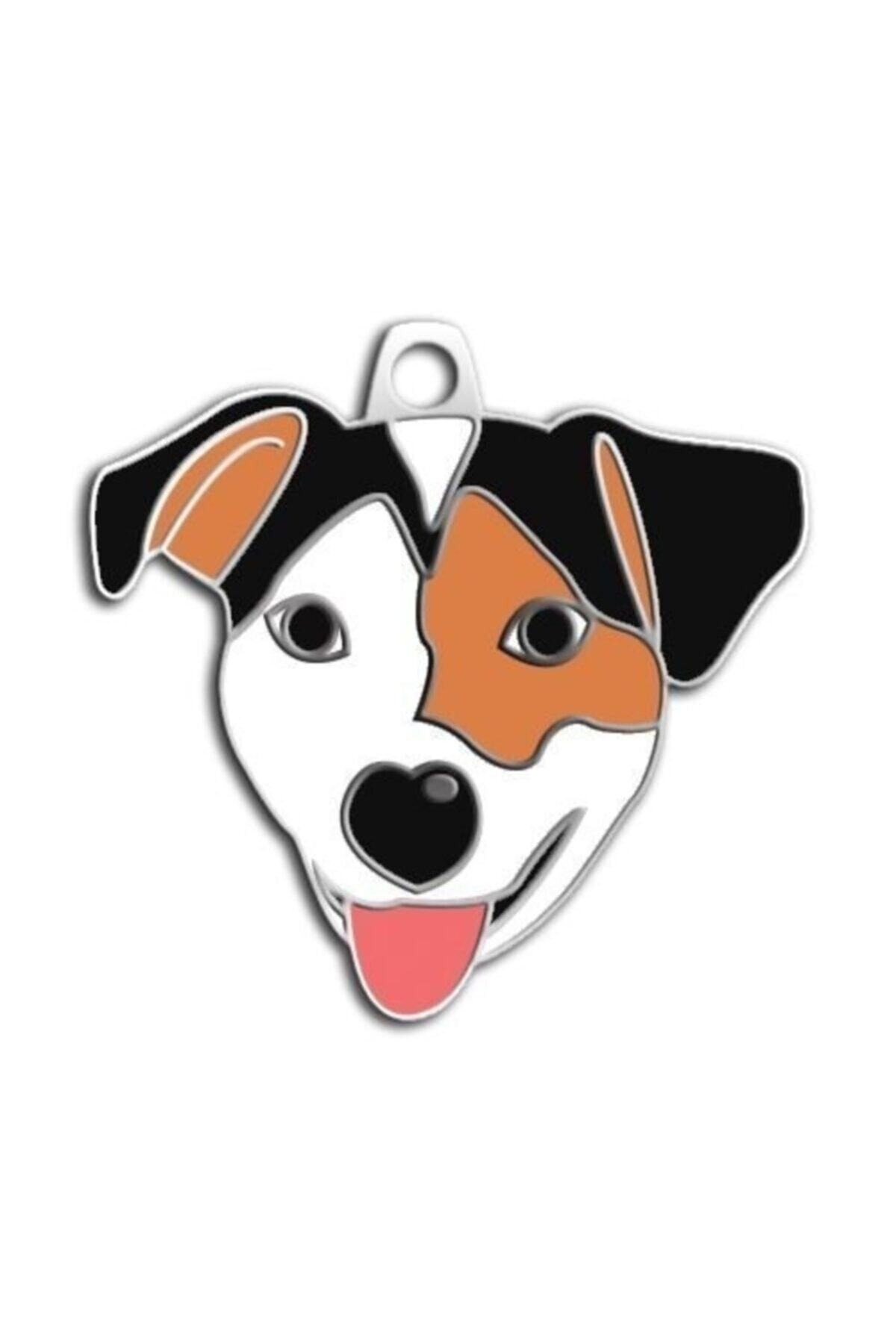 altın pati Jack Russel Köpek Künyesi