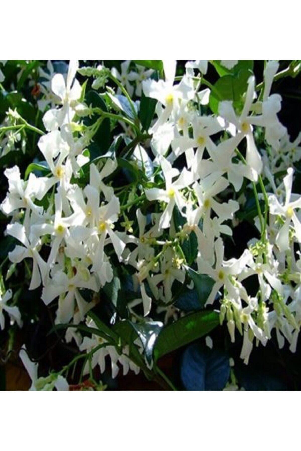 ALİBOTANİK Arap Madagaskar Yasemini 30 Cm Jasminum Sambac