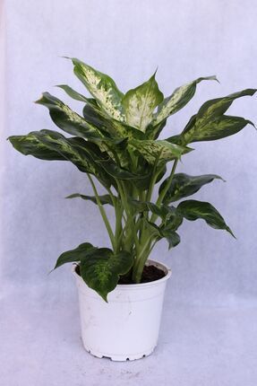 Difenbahya Camilla Bitkisi 17 Cm Saksı Çapı 21 Cm Boy Ev Bitkisi Ofis Bitkisi Salon Bitkisi Image 0