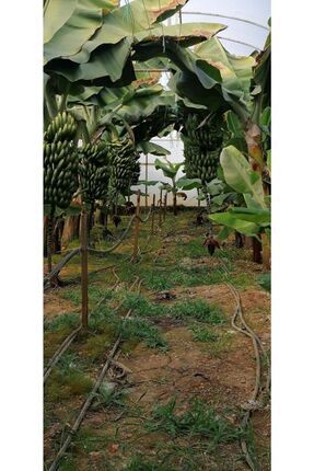 150 Cm Ile 2.00 Metre Boyunda Muz Fidanı Image 0