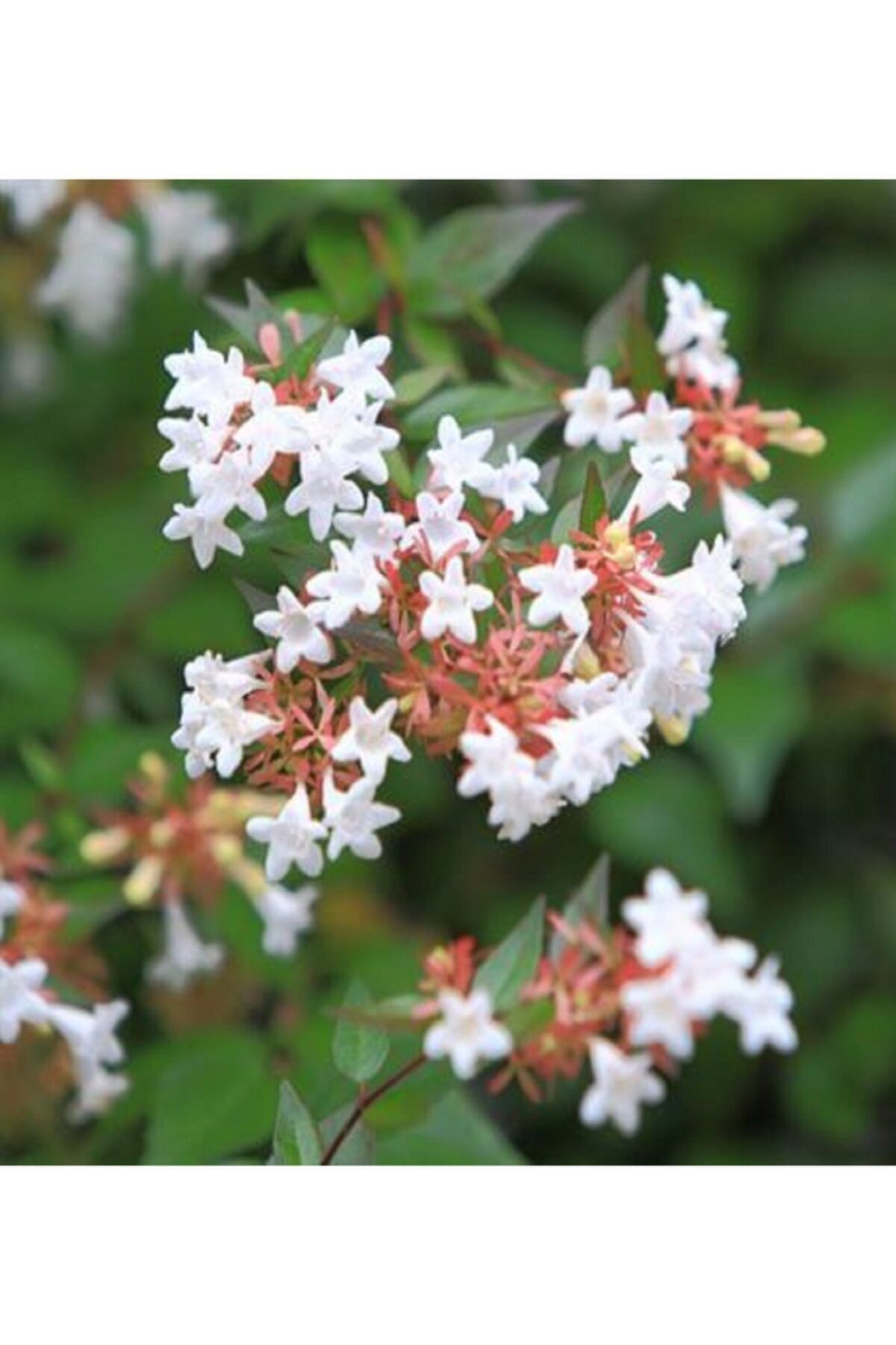 ALİBOTANİK Abelya Çiçeği Güzellik Çalısı 60 cm Abelia Chinensis