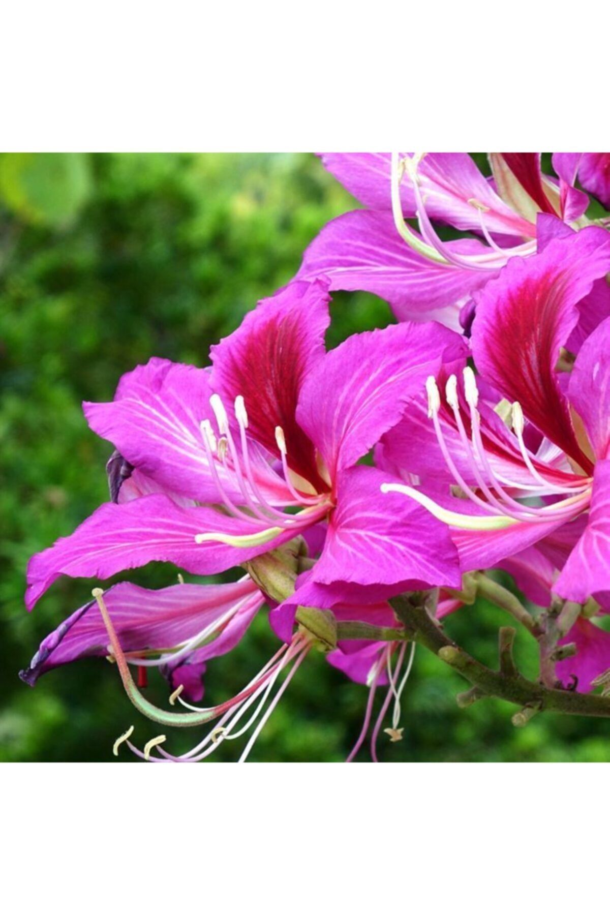 ALİBOTANİK Orkide Ağacı Fidanı 70 Cm Bauhinia Kelebek Ağacı
