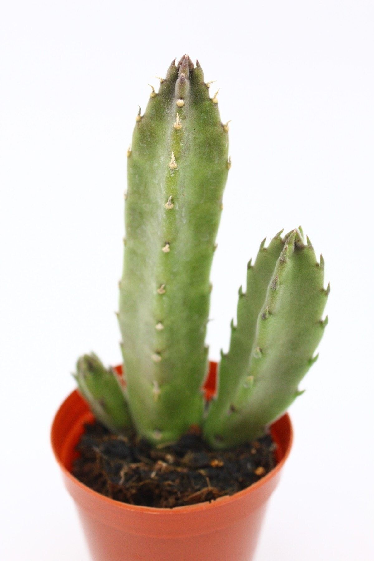 kaktuskent Leş Kaktüs (bordo Dev Çiçek) - 5.5 Cm Saksı