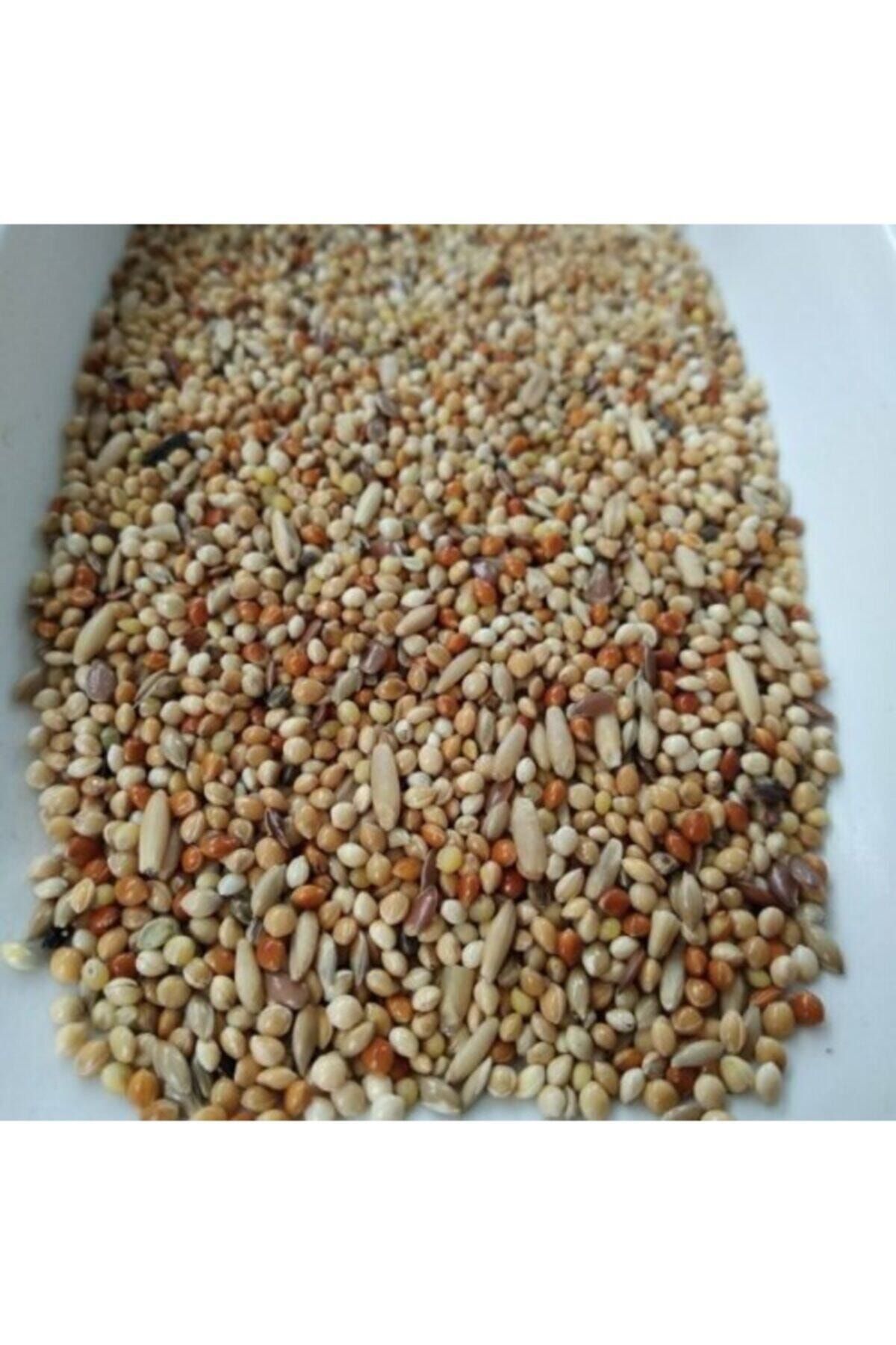 Vivid Bird Muhabbet Kuşu Özel Karışım 5 Kg