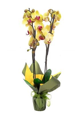 Phalaenopsis Ithal Pembe Dudak Sarı Çift Dallı Orkide 60-80cm Ev Ofis Dekoru Hediyesi Image 0