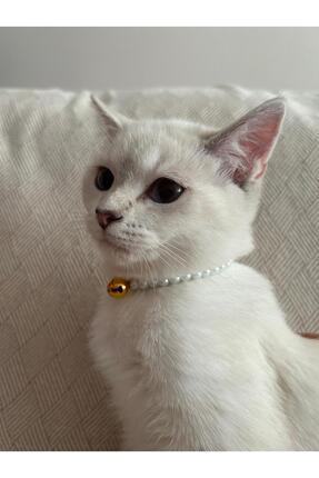 İncili Kedi Tasması Beyaz İnci Gold Zil Image 0