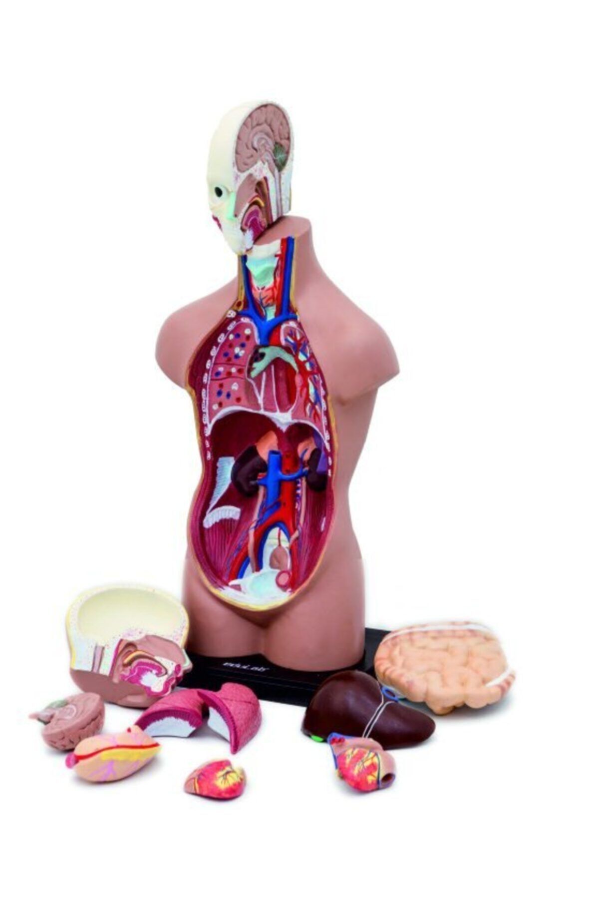 Edulab Insan Vücudu (Büyük Boy, 50 Cm.)