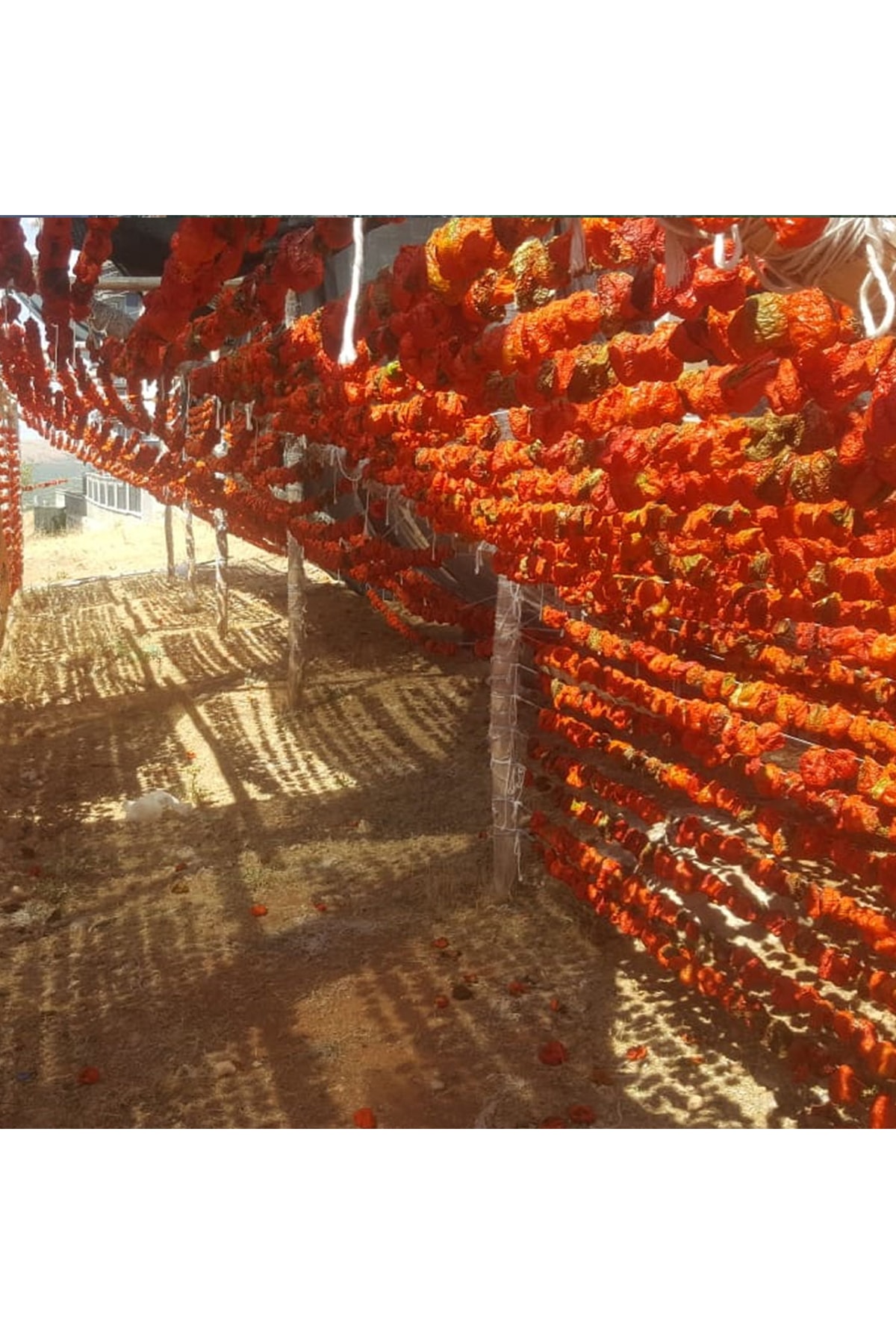 tunaoğlu Biber Dolmalık 50 Adet