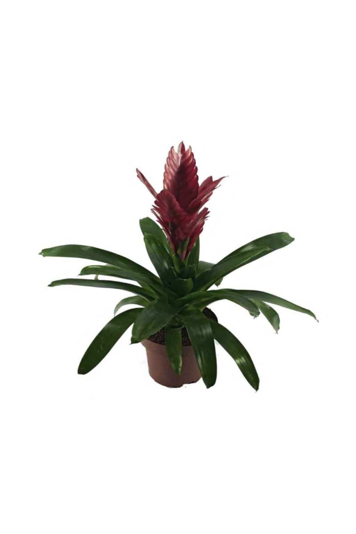 Palmiye Viresia Kırmızı (12 Cm Saksıda)