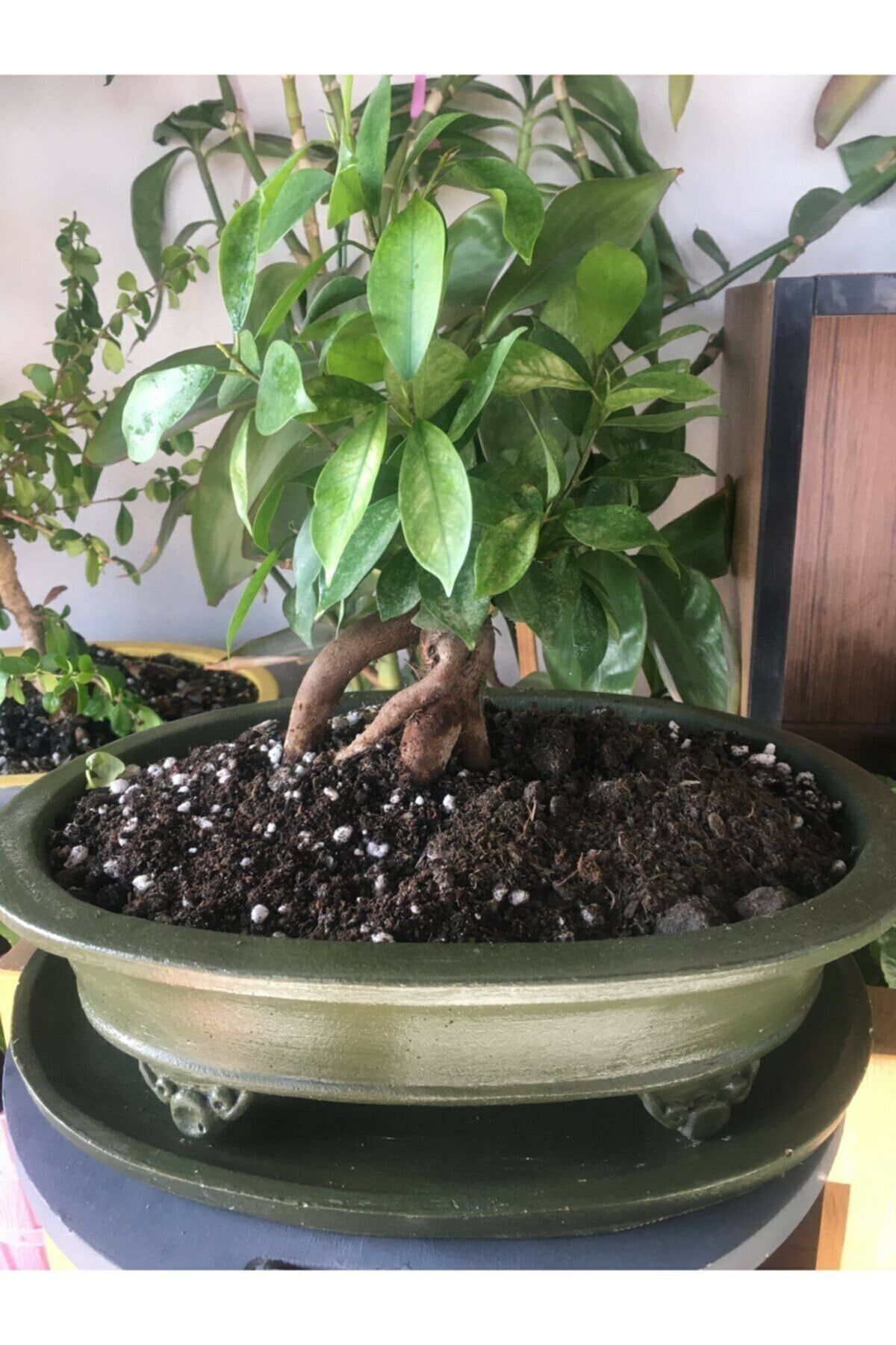 FLORADA Bonsai Saksı Klasik Büyük Boy