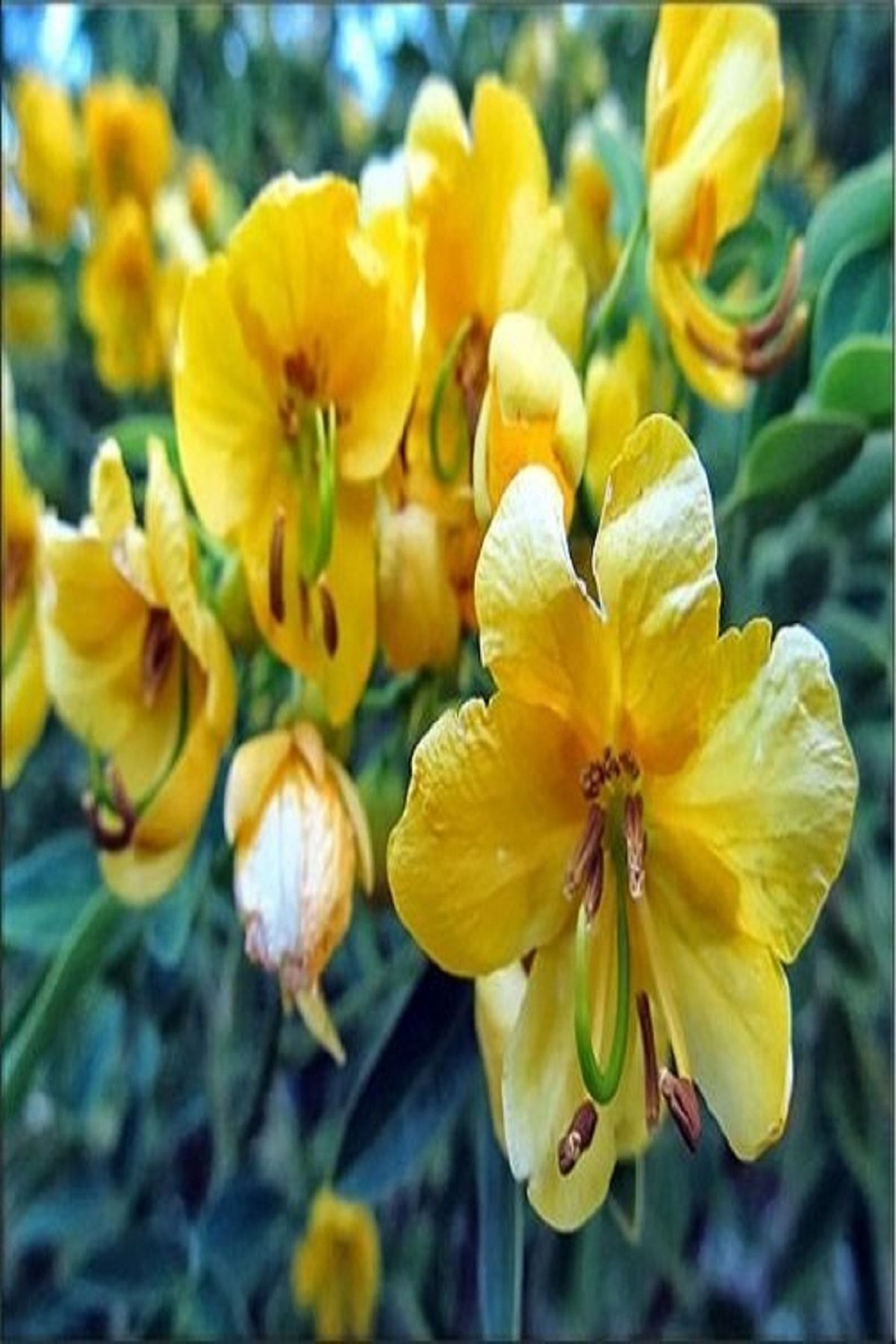 ALİBOTANİK Sinemaki Sinameki Fidanı 80 Cm Cassia Angustifolia.