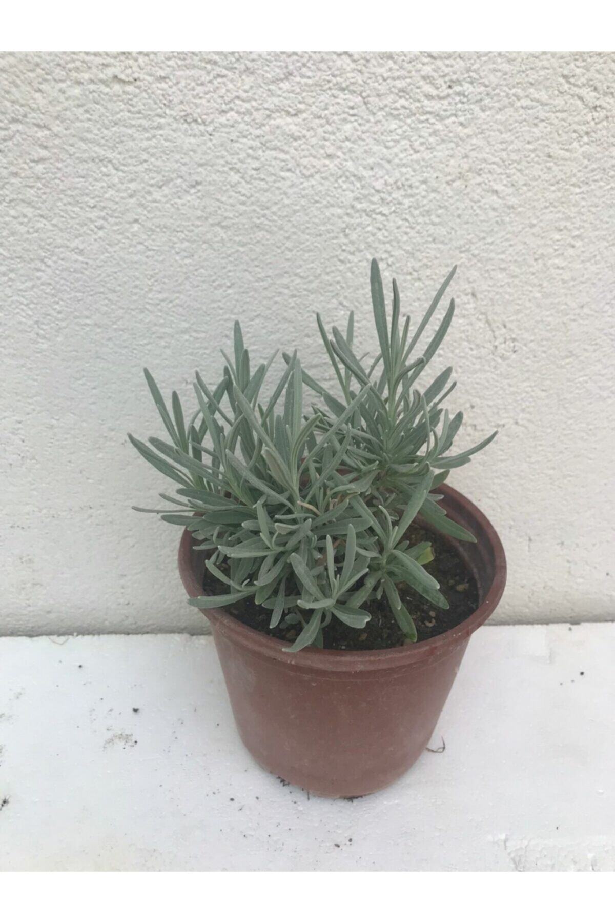 LS BOTANİK Ls Botanik Saksılı Yoğun Kokulu Aromatik Lavanta Fidanı