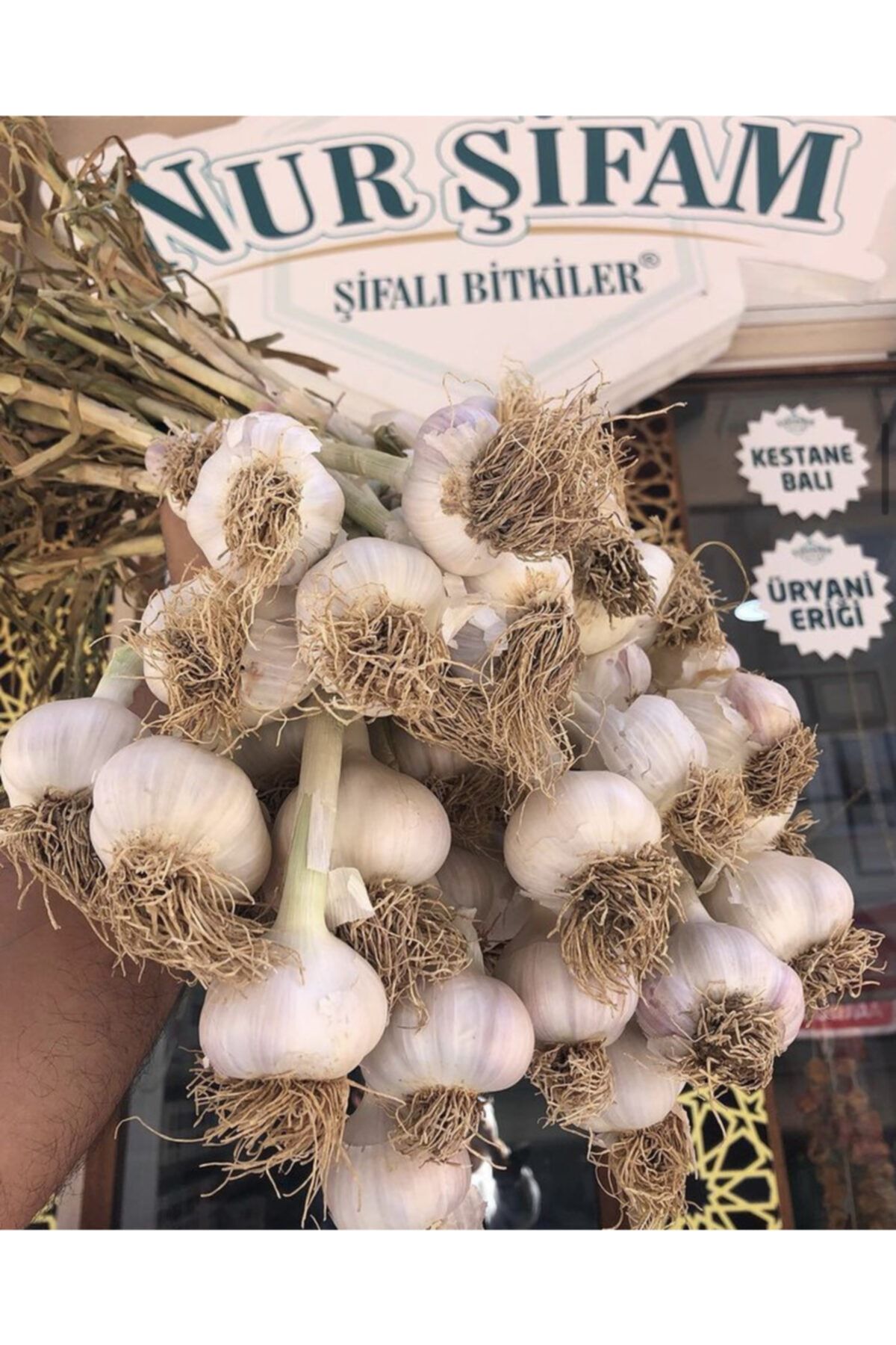 Nurşifa Orjinal 1 Kg Taşköprü Sarımsağı Jombo Boy