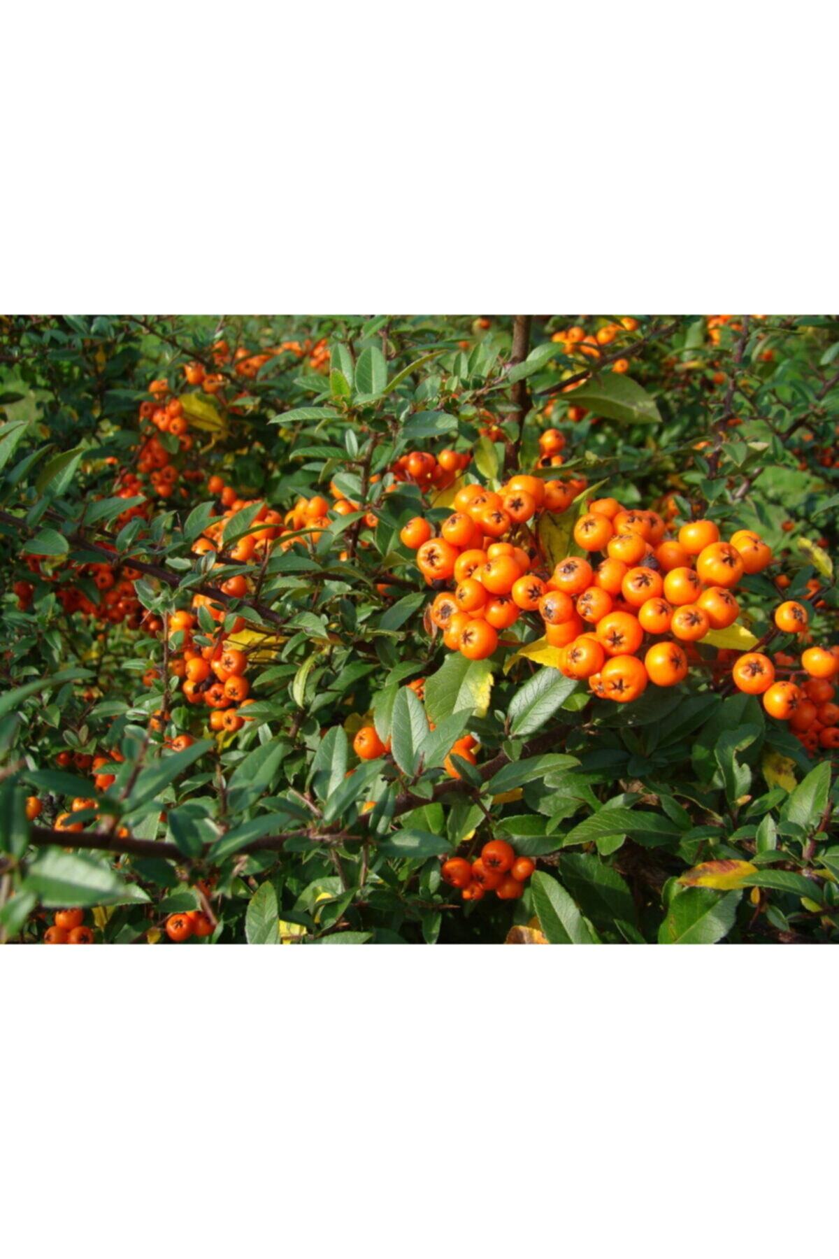 ruzgarbotanik Ateş Dikeni Çiçeği Fidanı Saksılı 60cm 80 Cm