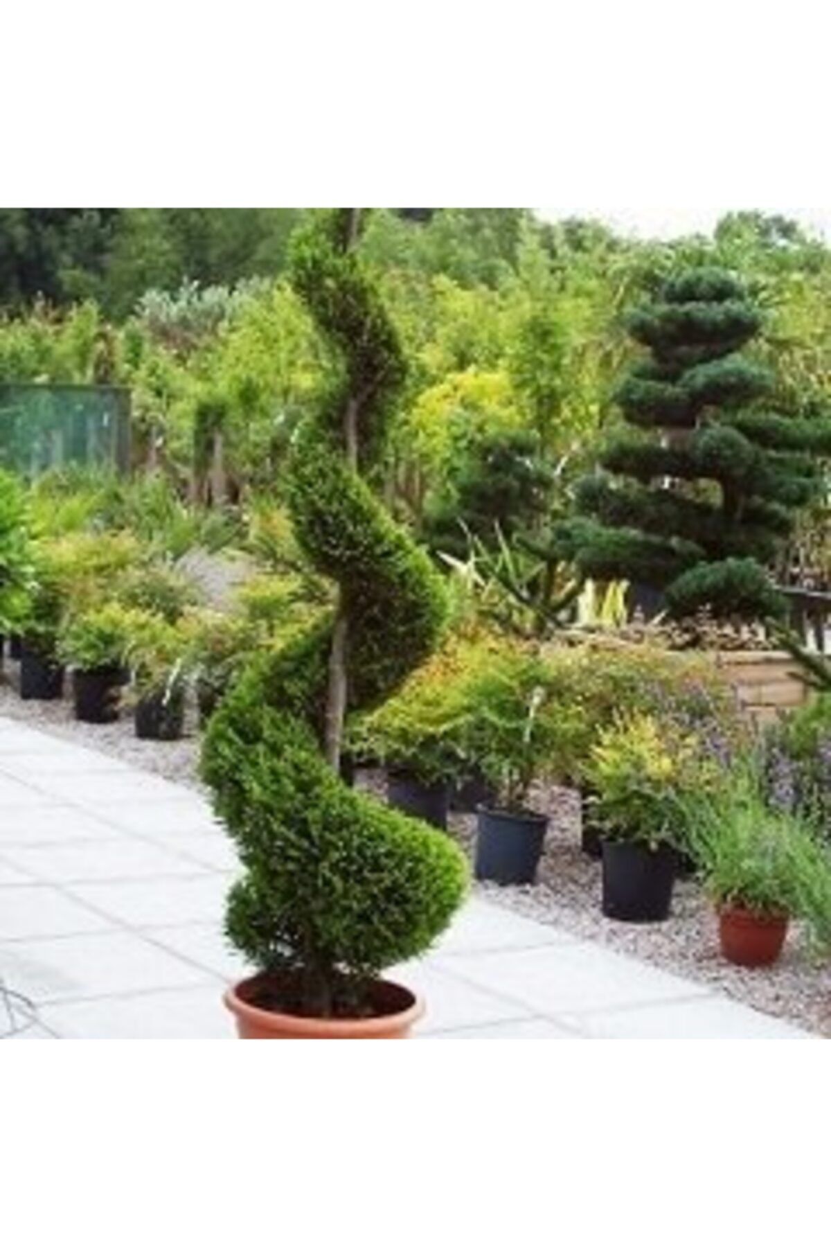 ALİBOTANİK Spiral Limon Servi 1,8 - 2 Metre Cupressus