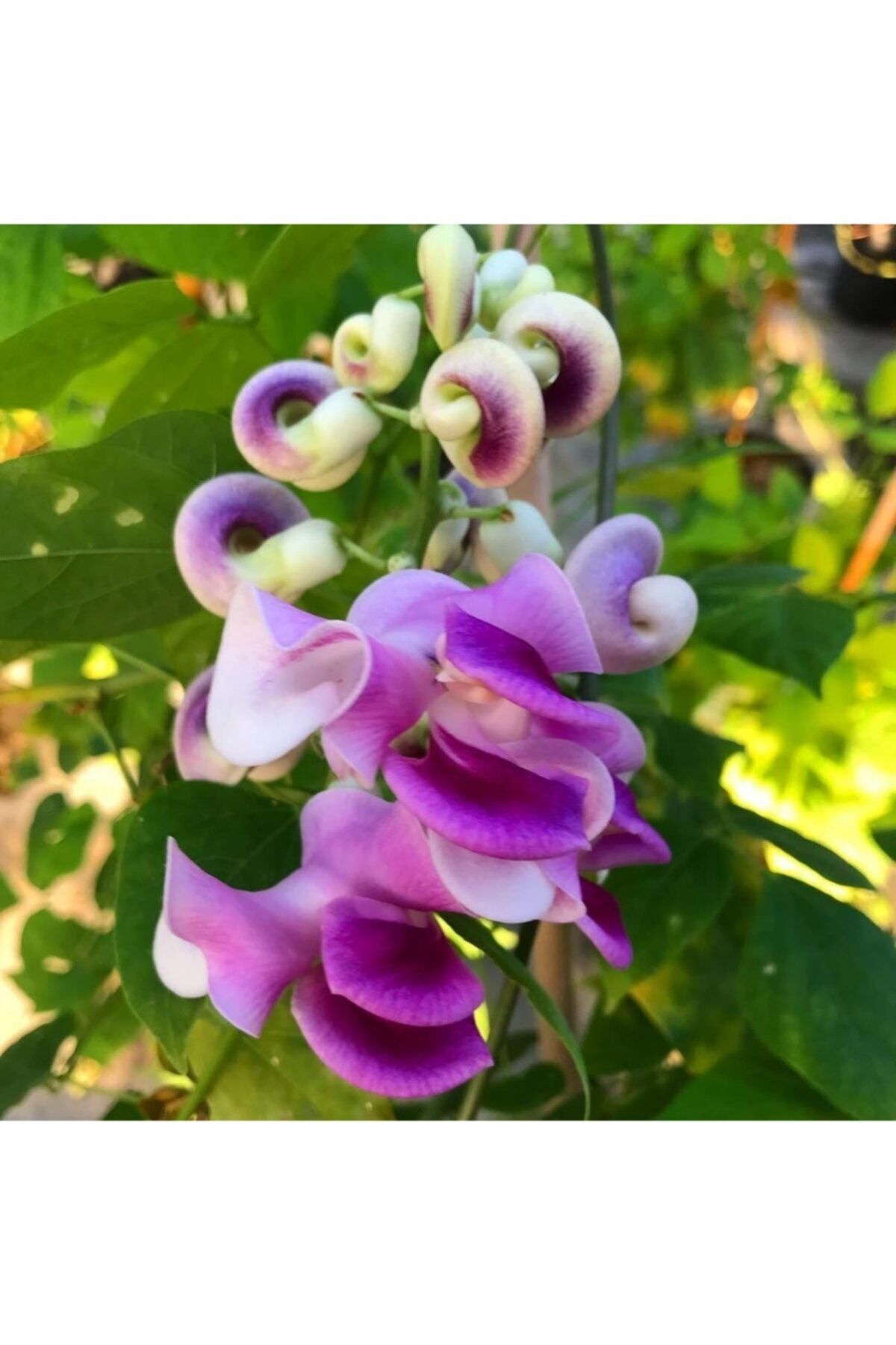 ÇİÇEKFLİX Selluka Izmir Sarmaşığı Yavru 10 -15cm