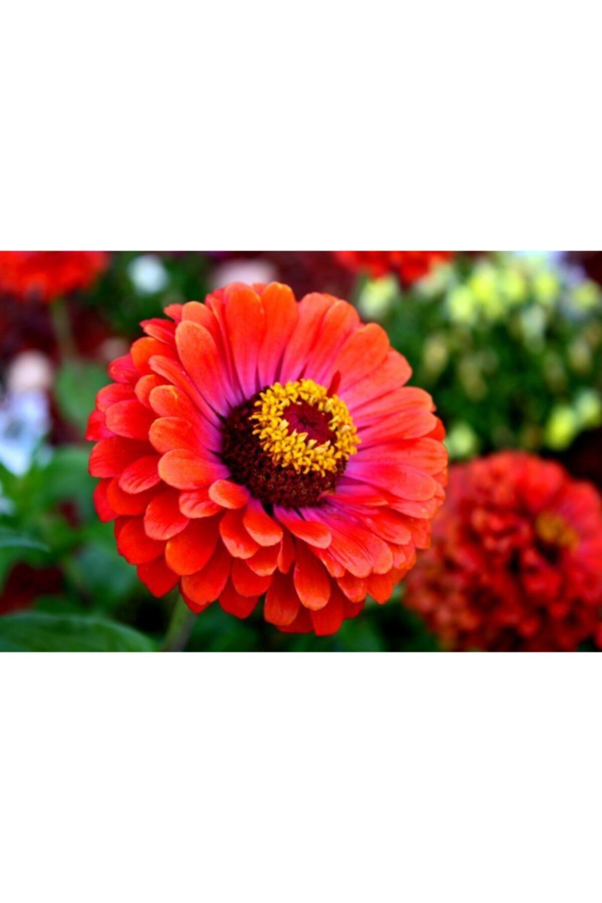 GüçlüTedarik Beybeğendi (zinnia) Çiçek Tohumu 30 Adet