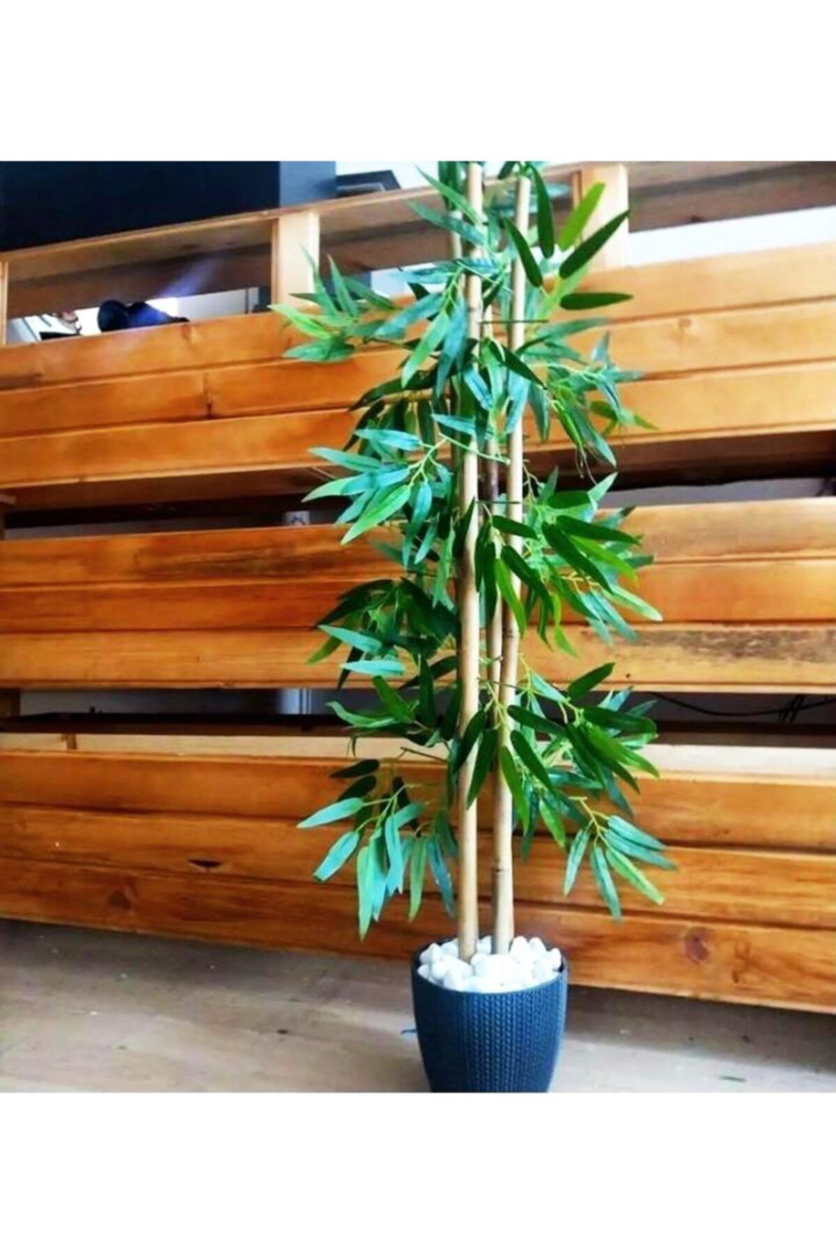 YEŞİLADA Bamboo Ağaç Gri Antrasit Saksıda 1 Metre Boy Bambu Çubuk Ağaç Çiçek