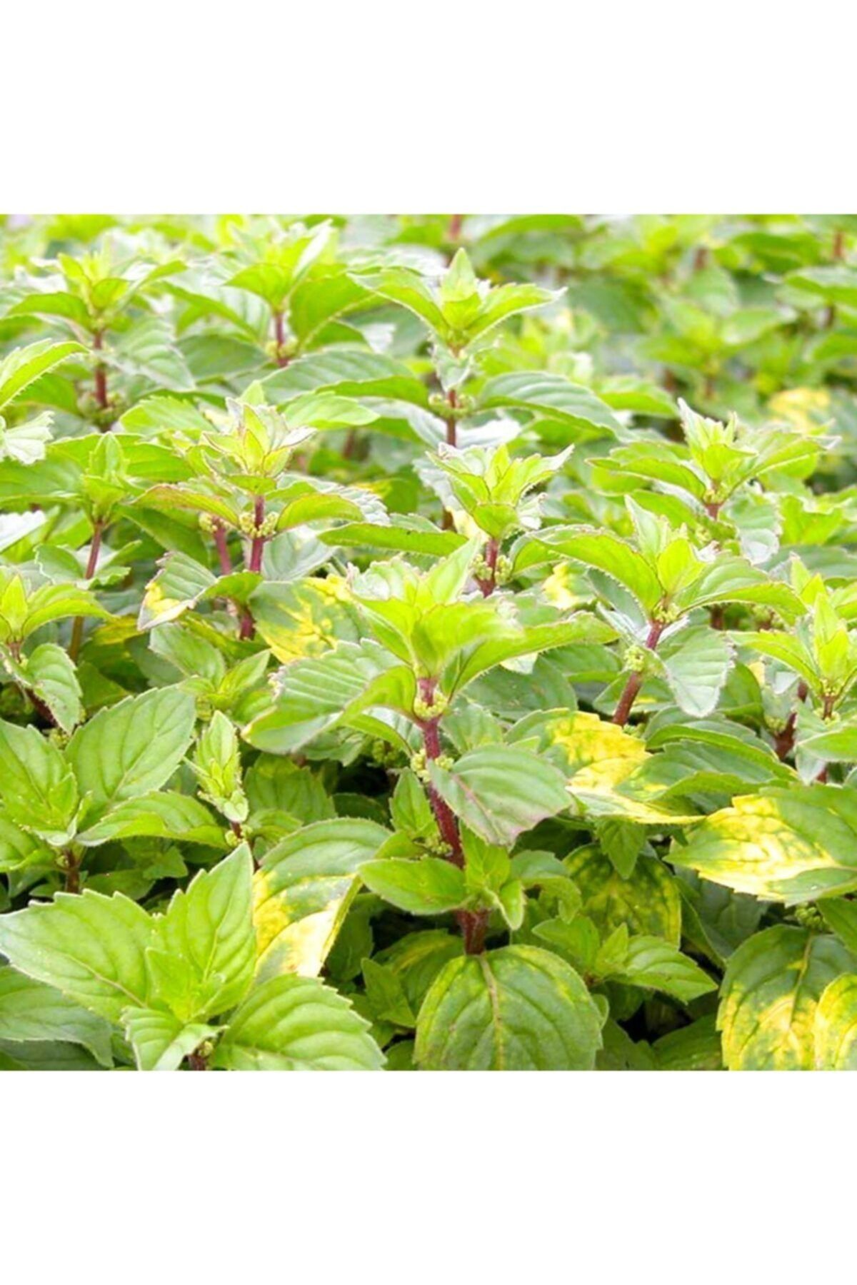 Bitki Dizayn Saksıda Limon Aromalı Nane Fidanı