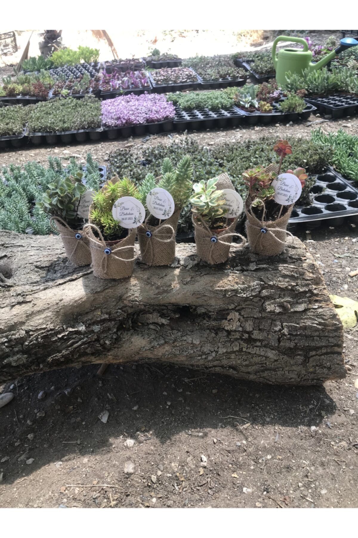Kaktüs & Sukulent Sukulent Sedum45 Li Jüt Süslemeli Etiketli 45 Li