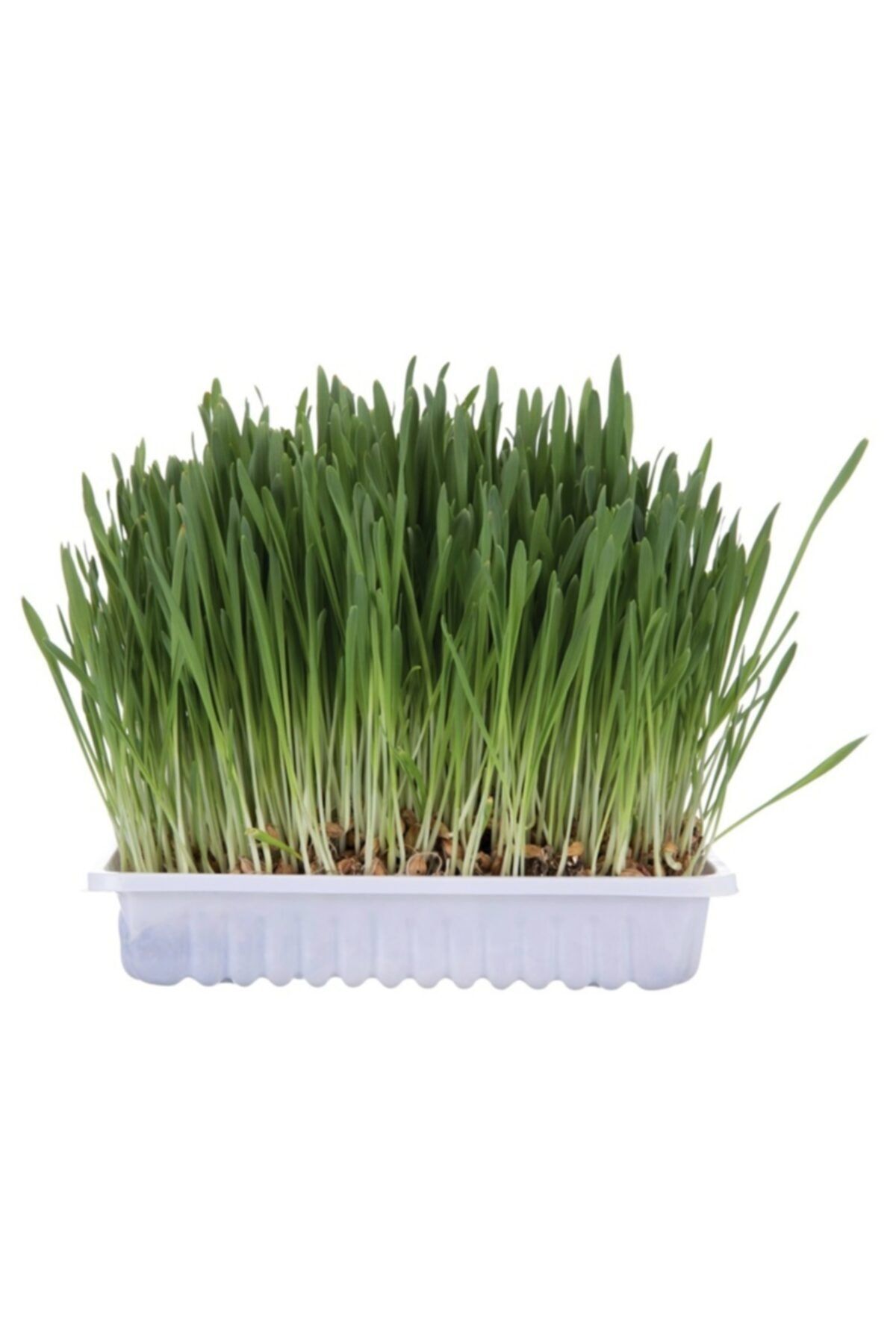 Bahar Tarım Doğal Kedi Çimi Tohumu (ÖZEL KARIŞIM) 1 Kg