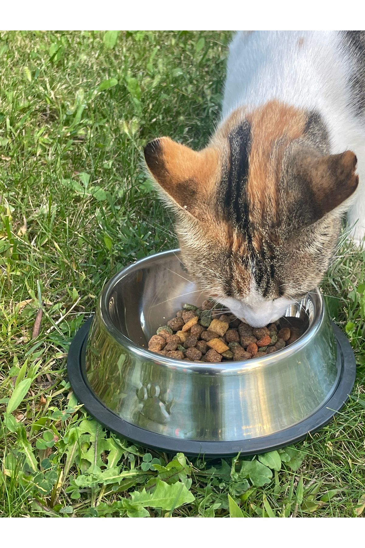 DEMİRHAN İTHALAT Kedi&KöpekÇelik Mama Su Kabı...