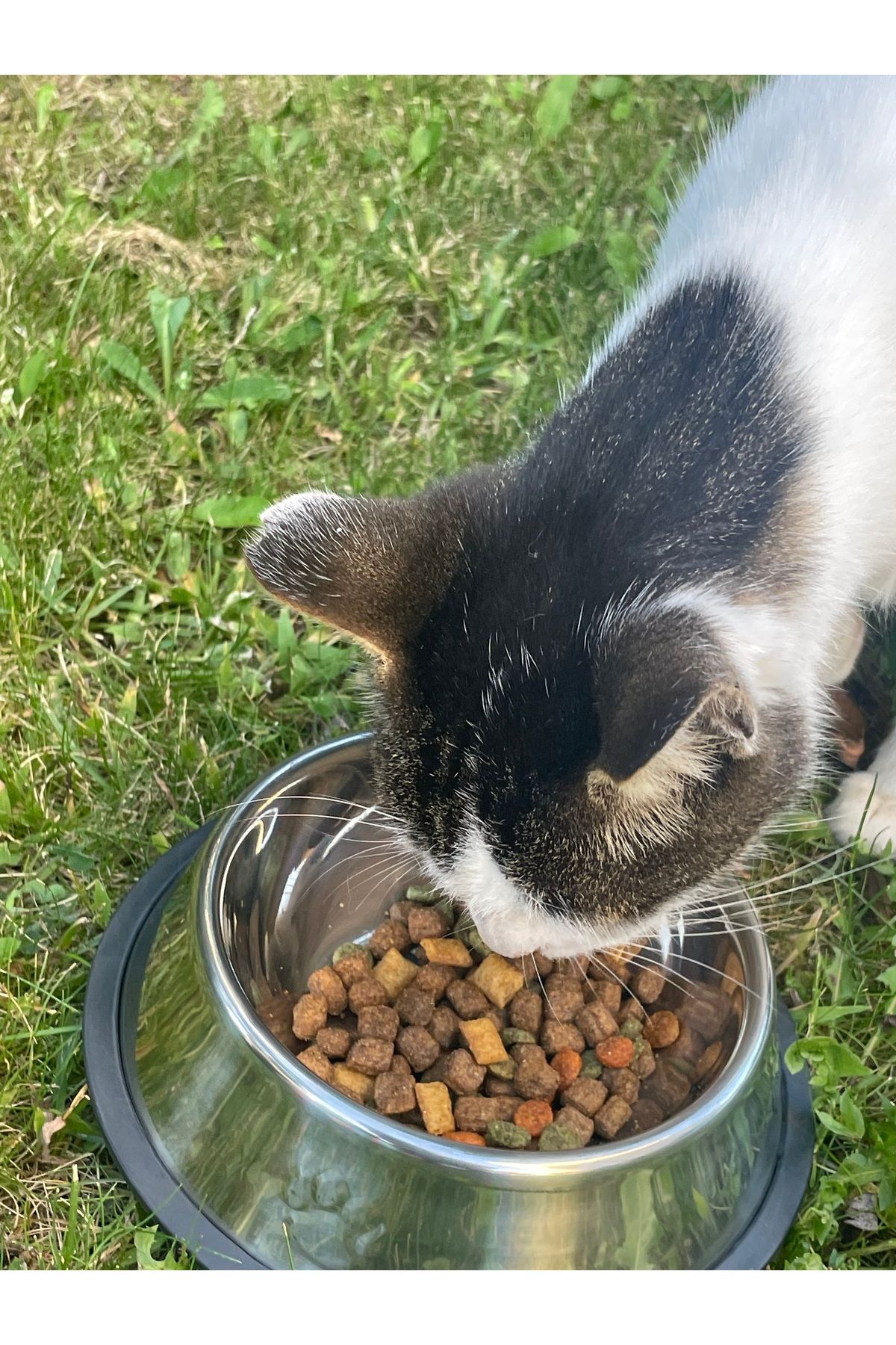 Kedi&Köpek Çelik Mama Su Kabı kaydırmaz tabanlı