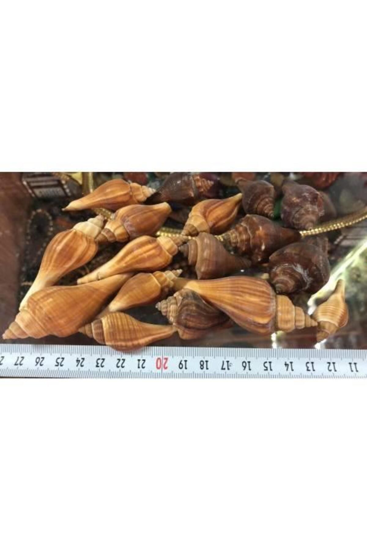 %100 Naturel Doğal Gerçek Deniz Kabuğu 500 gram -mmm4763