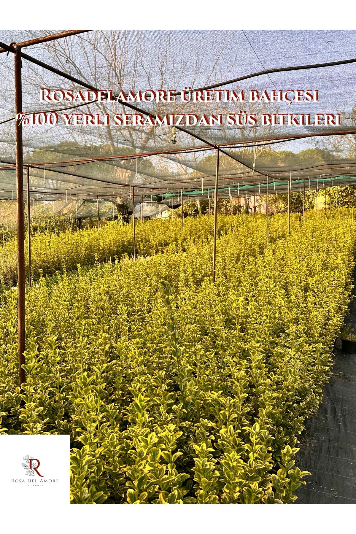 Altuni Taflan Gold 10 Litre