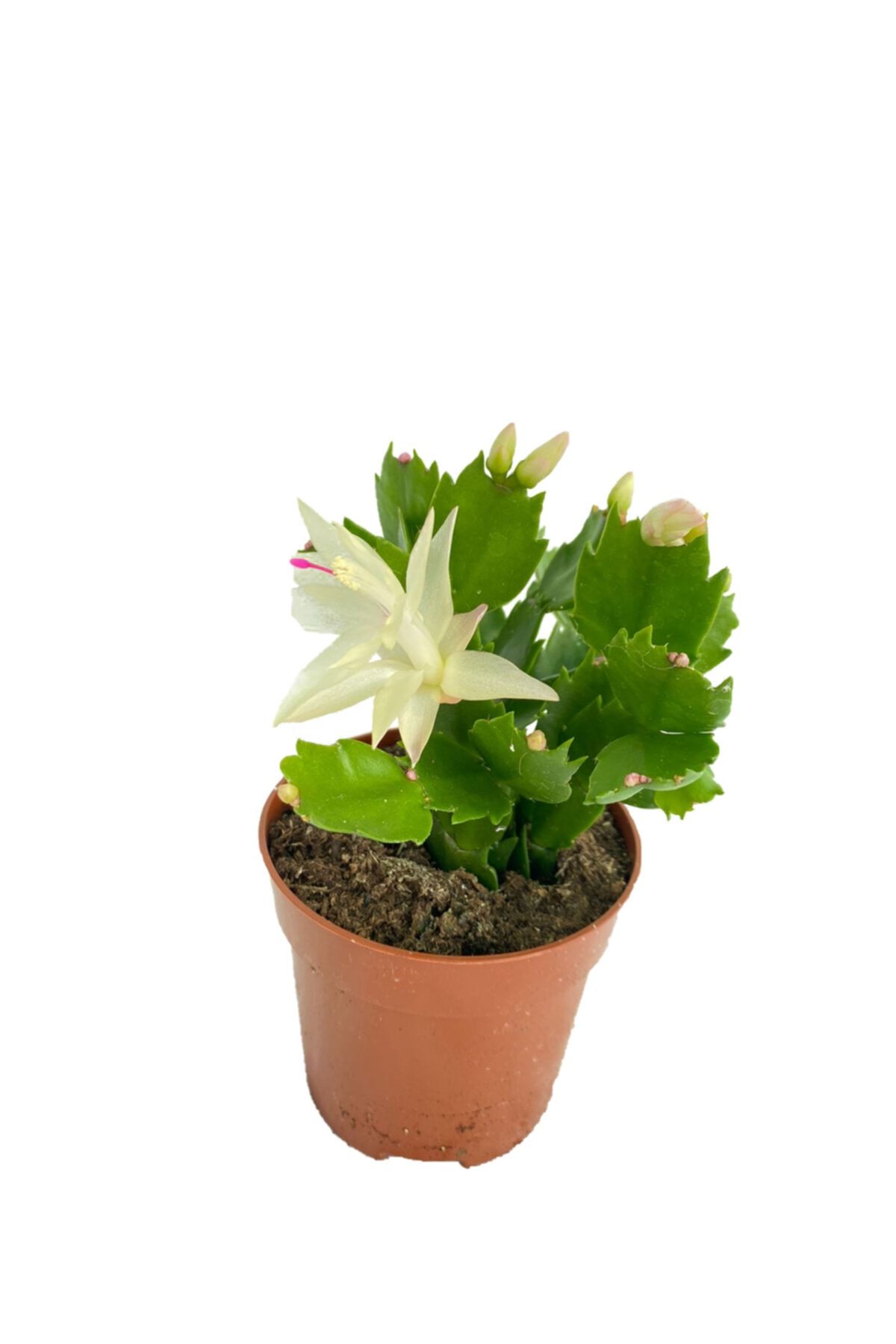 Sukulent Bahçem Schlumbergera (YILBAŞI KAKTÜSÜ) 8,5 Cm Saksıda Beyaz Çiçekli