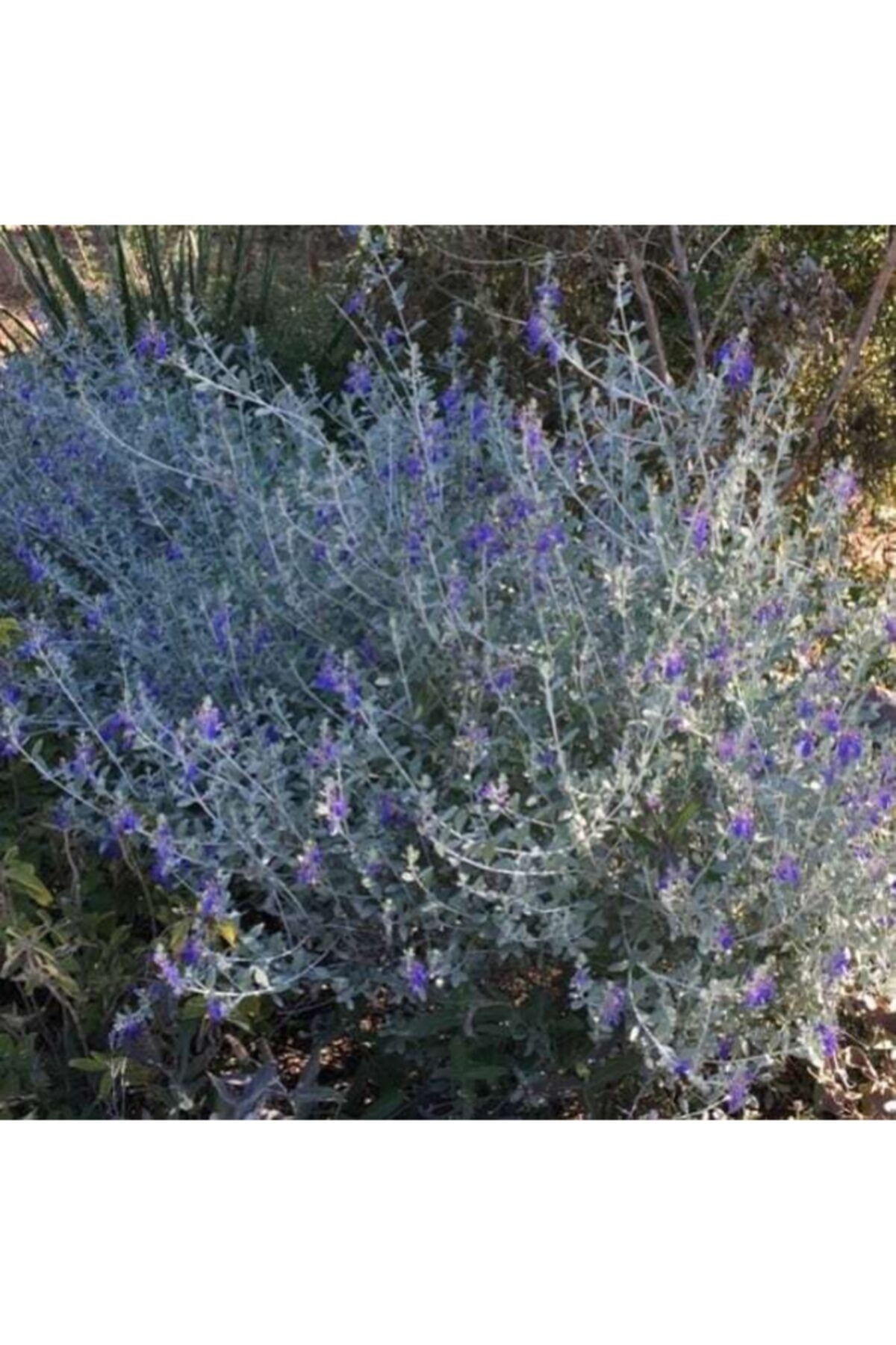 ruzgarbotanik Zeytin Çalısı Fidanı Saksılı 60cm 80cm