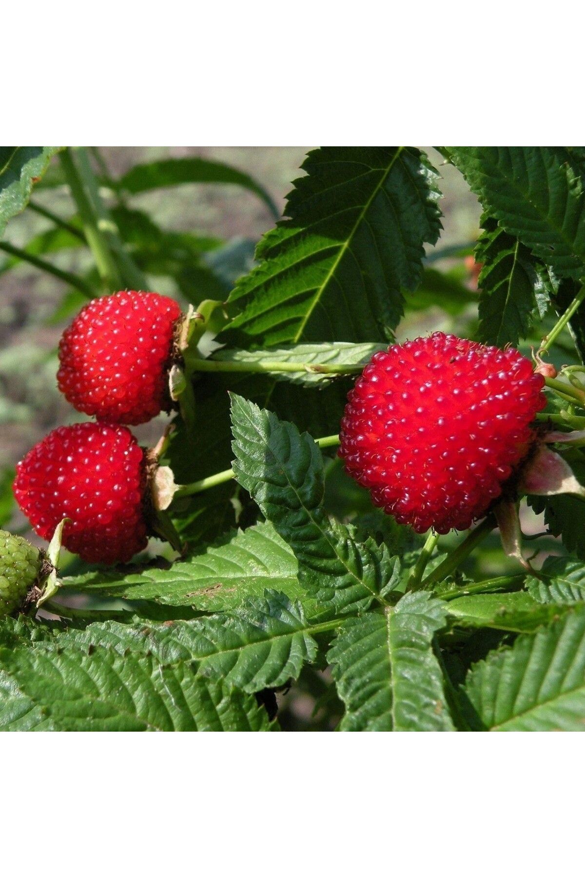 Tunç BotanikÇilek AhududuFidanı - Rubus Rosif...