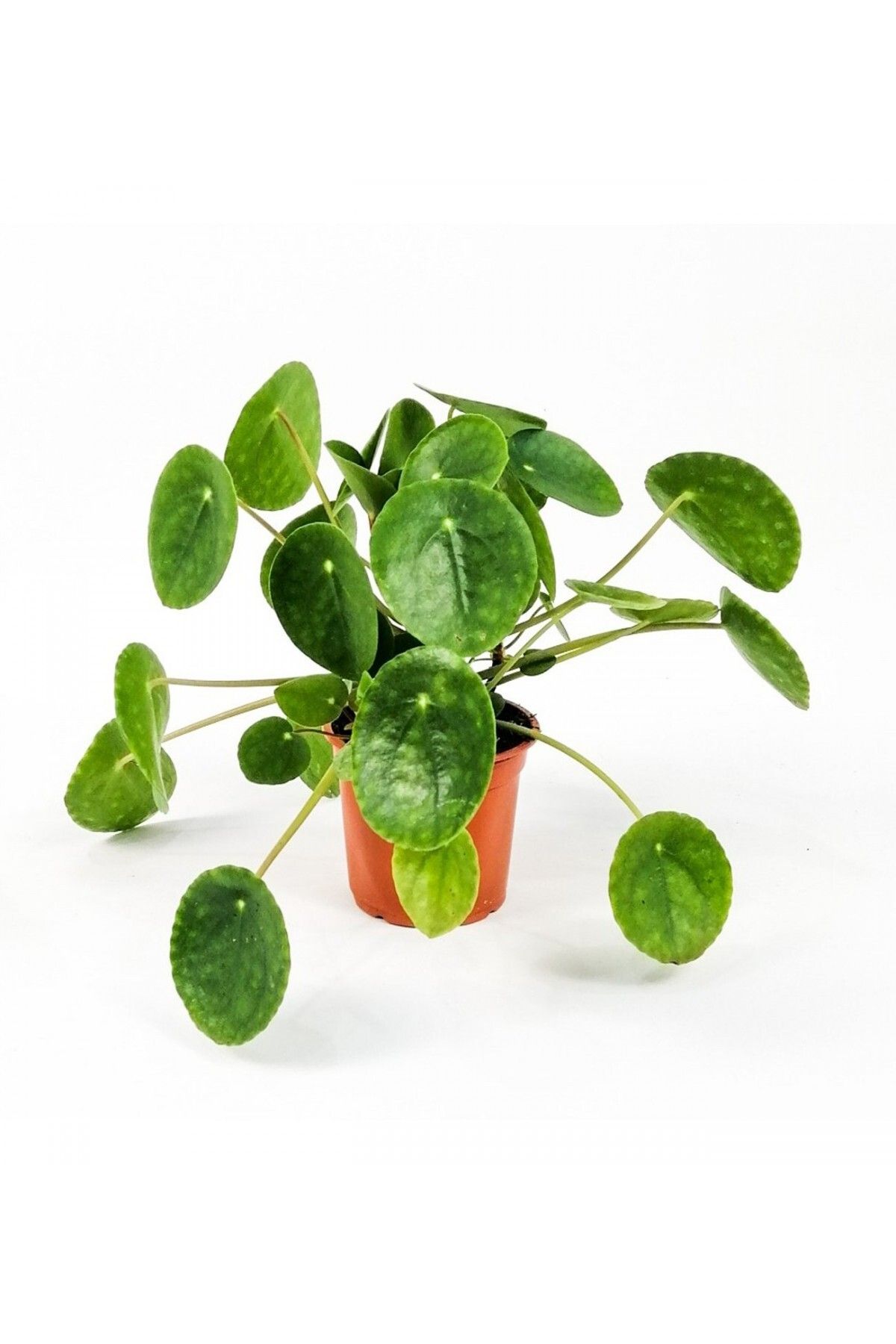 Pilea Çiçeği - Çin Para Bitkisi