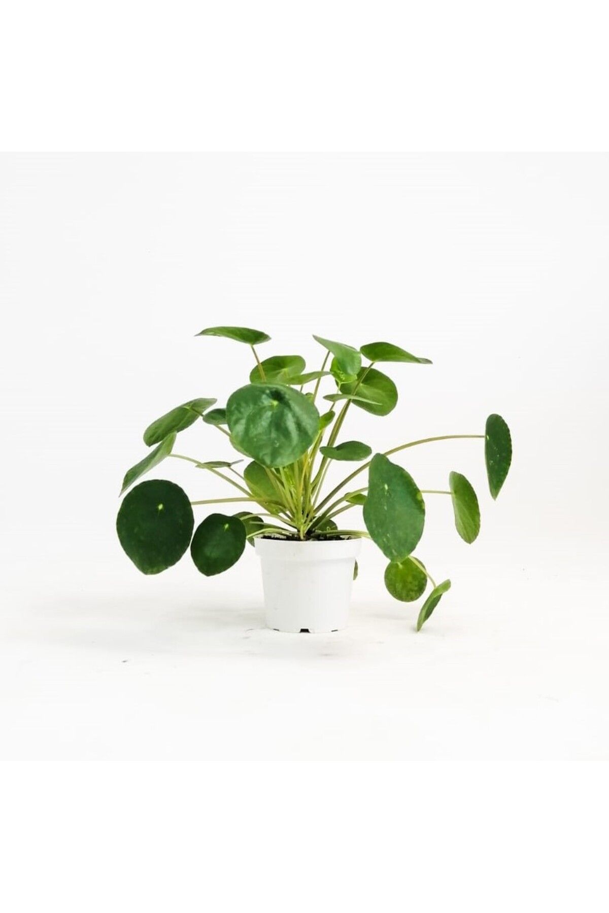 Pilea Çiçeği - Çin Para Bitkisi