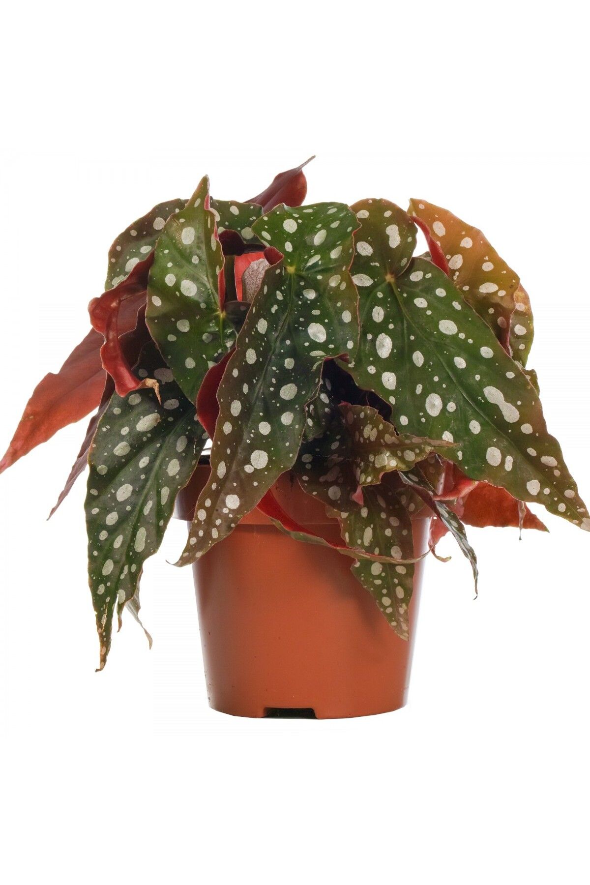 Tunç BotanikÇilli Begonya –Begonia Maculata