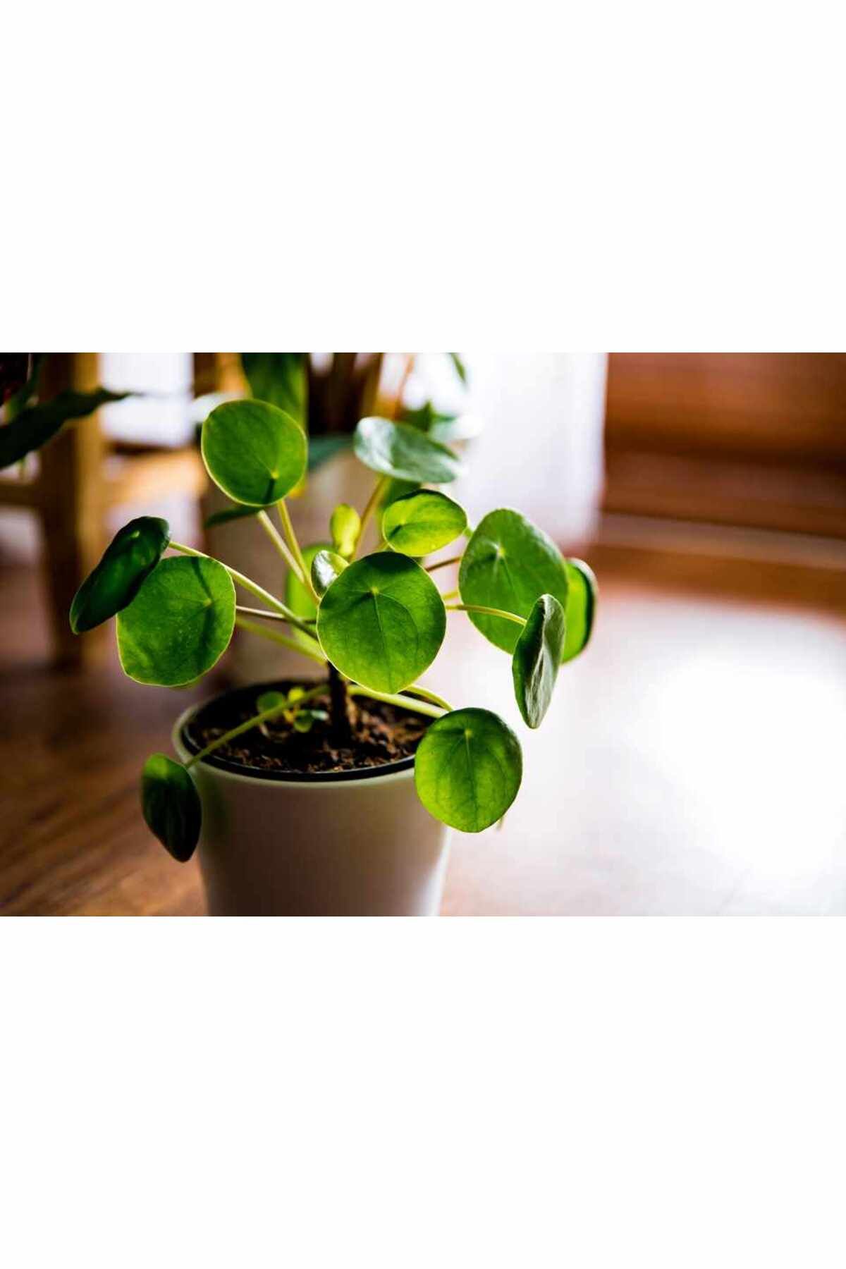 Pilea Çiçeği - Çin Para Bitkisi