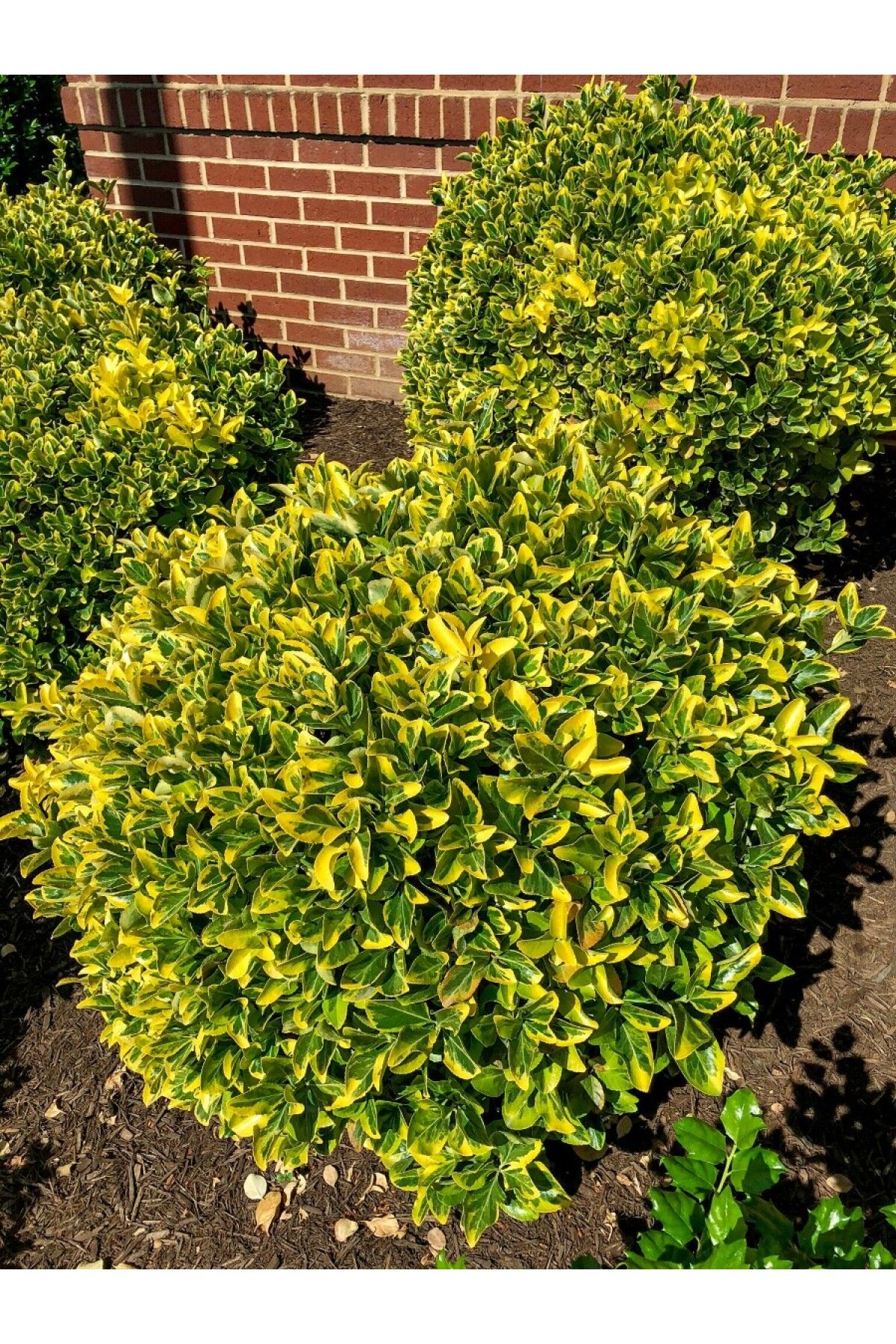 tnc garden groups Gold Taflan(Euonymus Japoni...