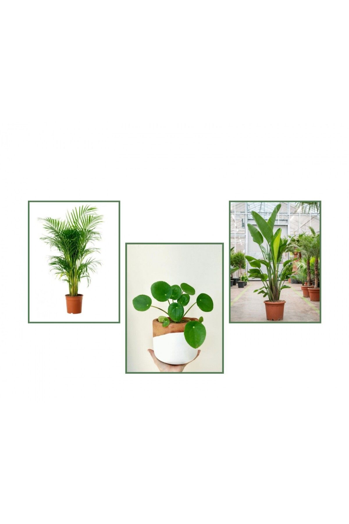 tnc garden groupsStarliçe &Areka & Pilea