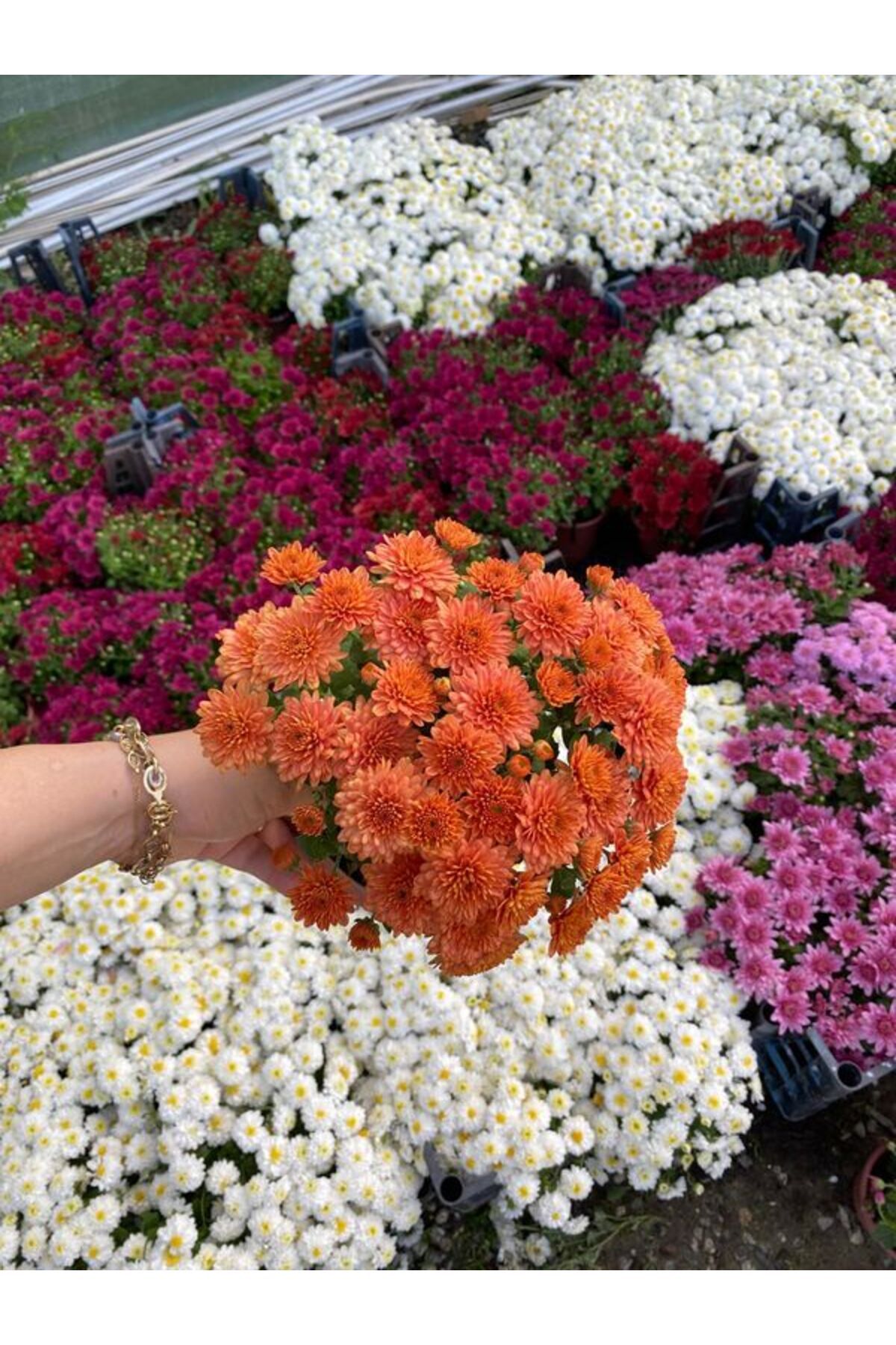 Turuncu Renk Dolgun Çiçekli Kasımpatı Çiçeği 1 ADET 20-30CM Saksılı ( Chrysanthemum)