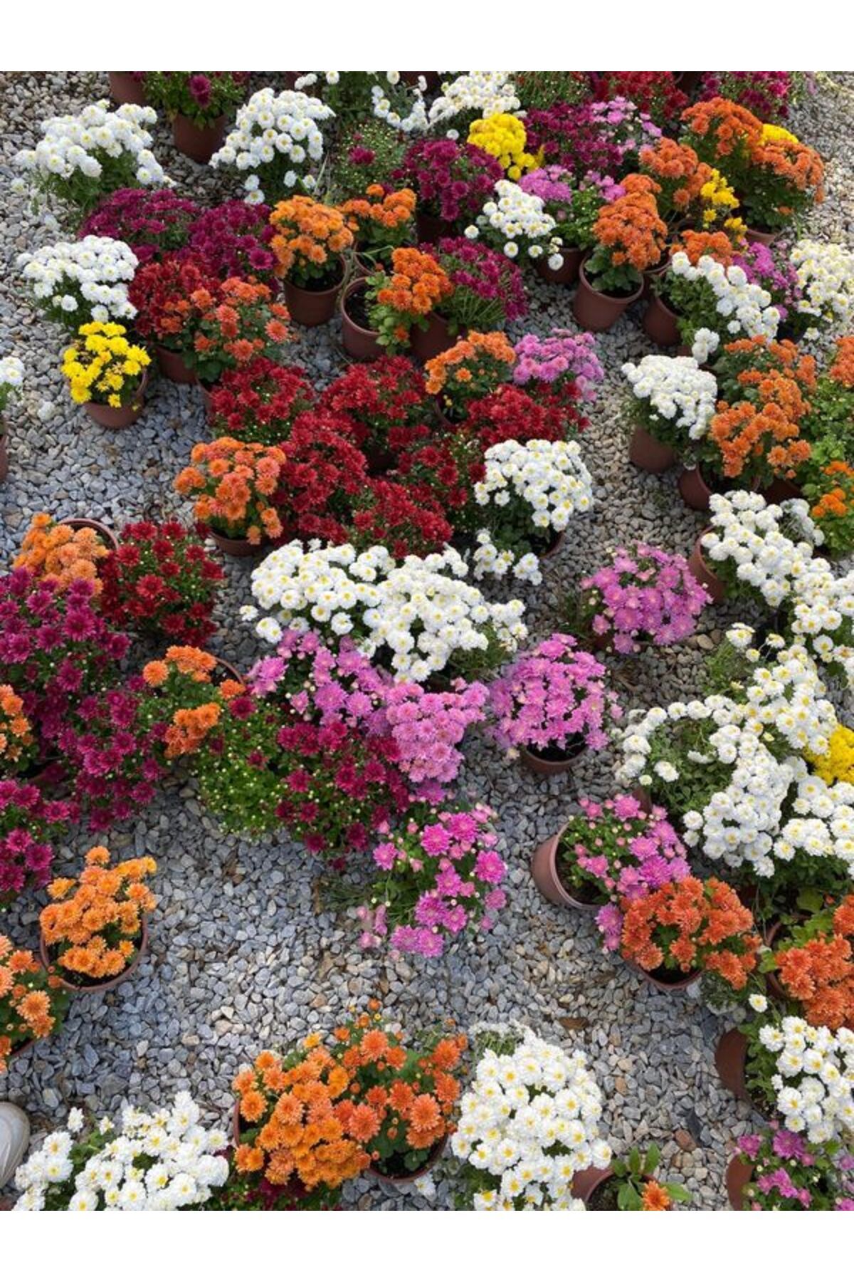 Turuncu Renk Dolgun Çiçekli Kasımpatı Çiçeği 1 ADET 20-30CM Saksılı ( Chrysanthemum)